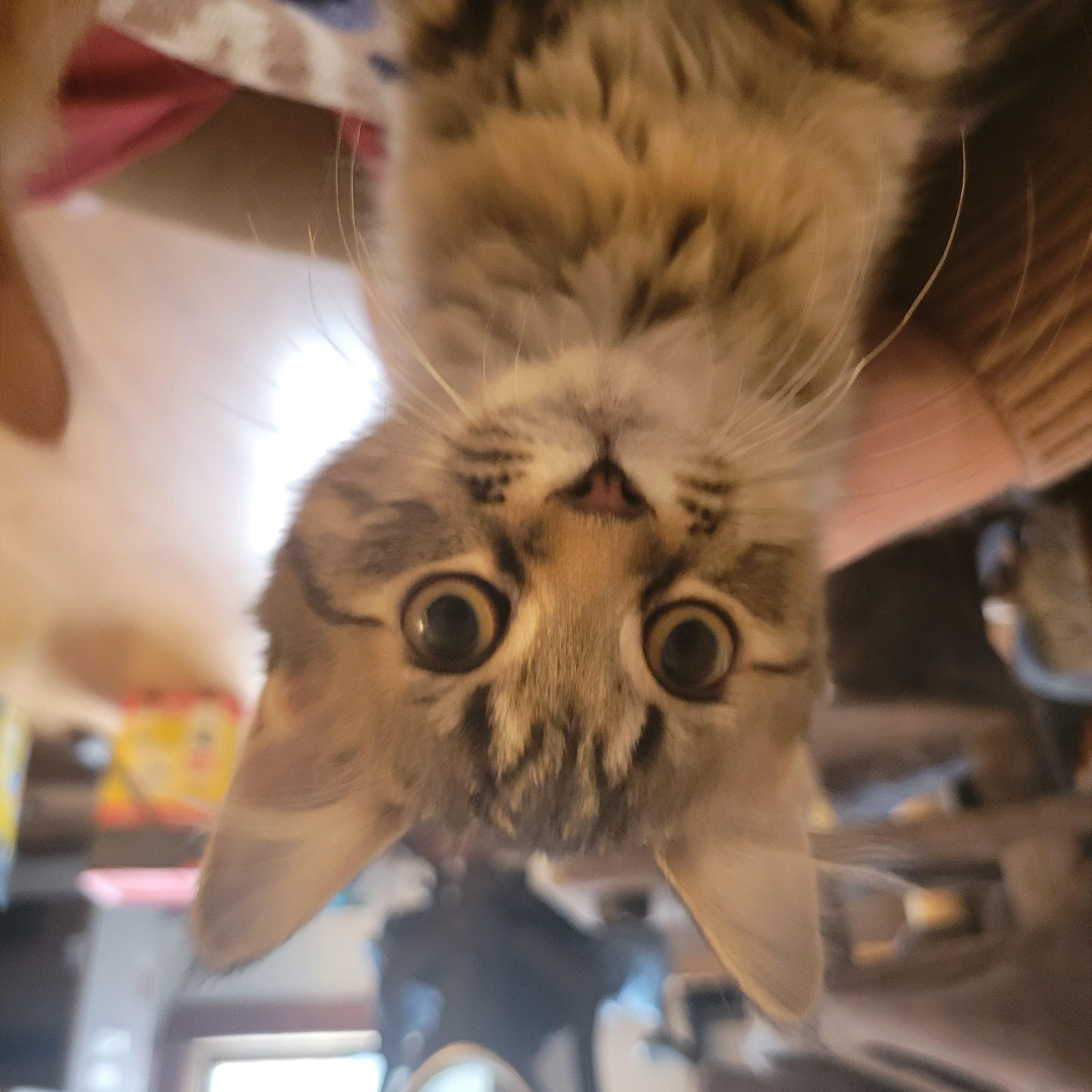 Silver, ADOPTABLE, Kitten Female Domestic Medium Hair.