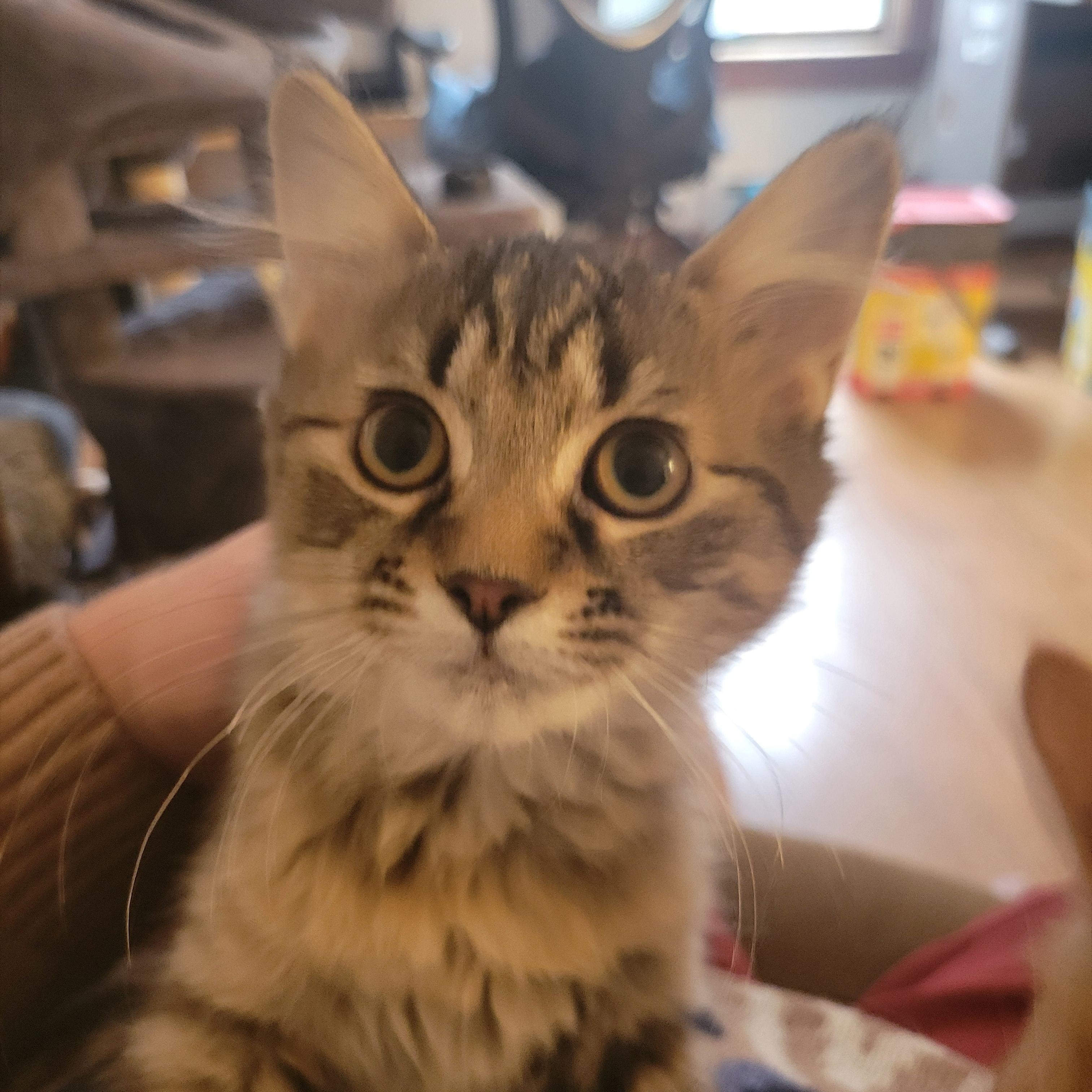 Enlarge Silver, a ADOPTABLE Domestic Medium Hair in Canandaigua, NY image 1/2