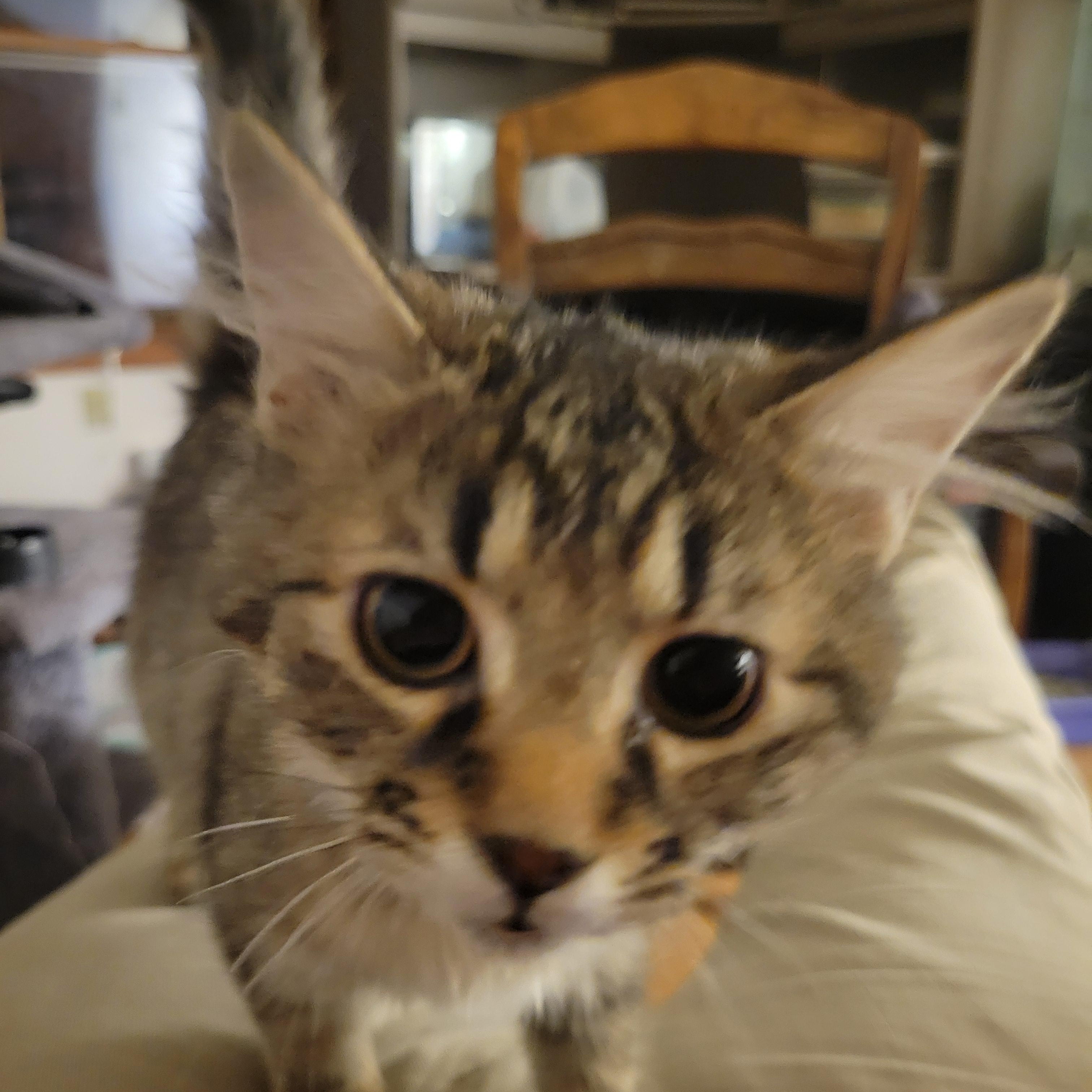 Enlarge Silver, a ADOPTABLE Domestic Medium Hair in Canandaigua, NY image 2/2