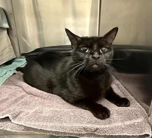HASHBROWN, Adoptable, Young Female Domestic Short Hair.