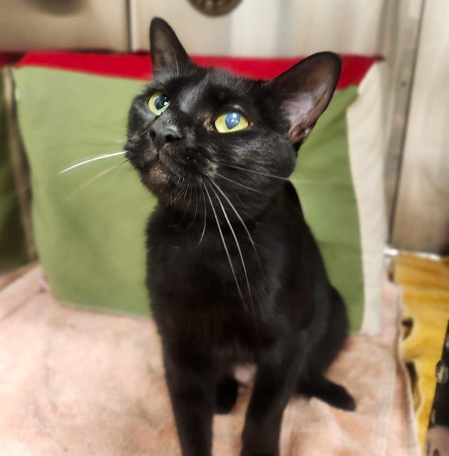 HASHBROWN, Adoptable, Young Female Domestic Short Hair.