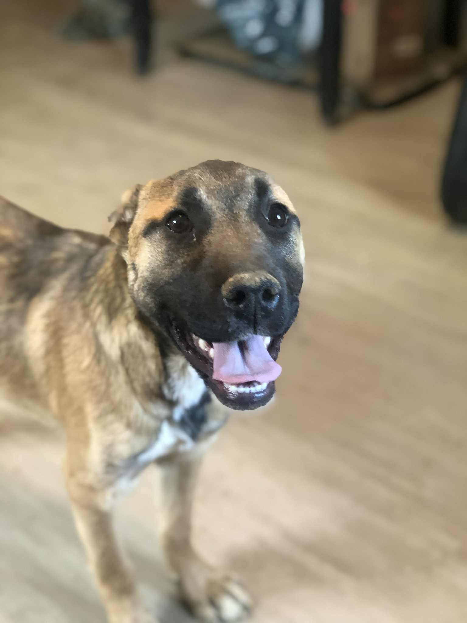 Enlarge Shell, an adoptable mixed breed in Campton, KY image 1/2