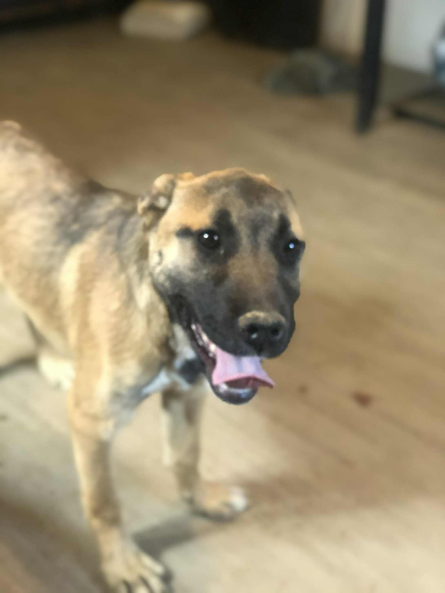Shell, Young Female German Shepherd Dog