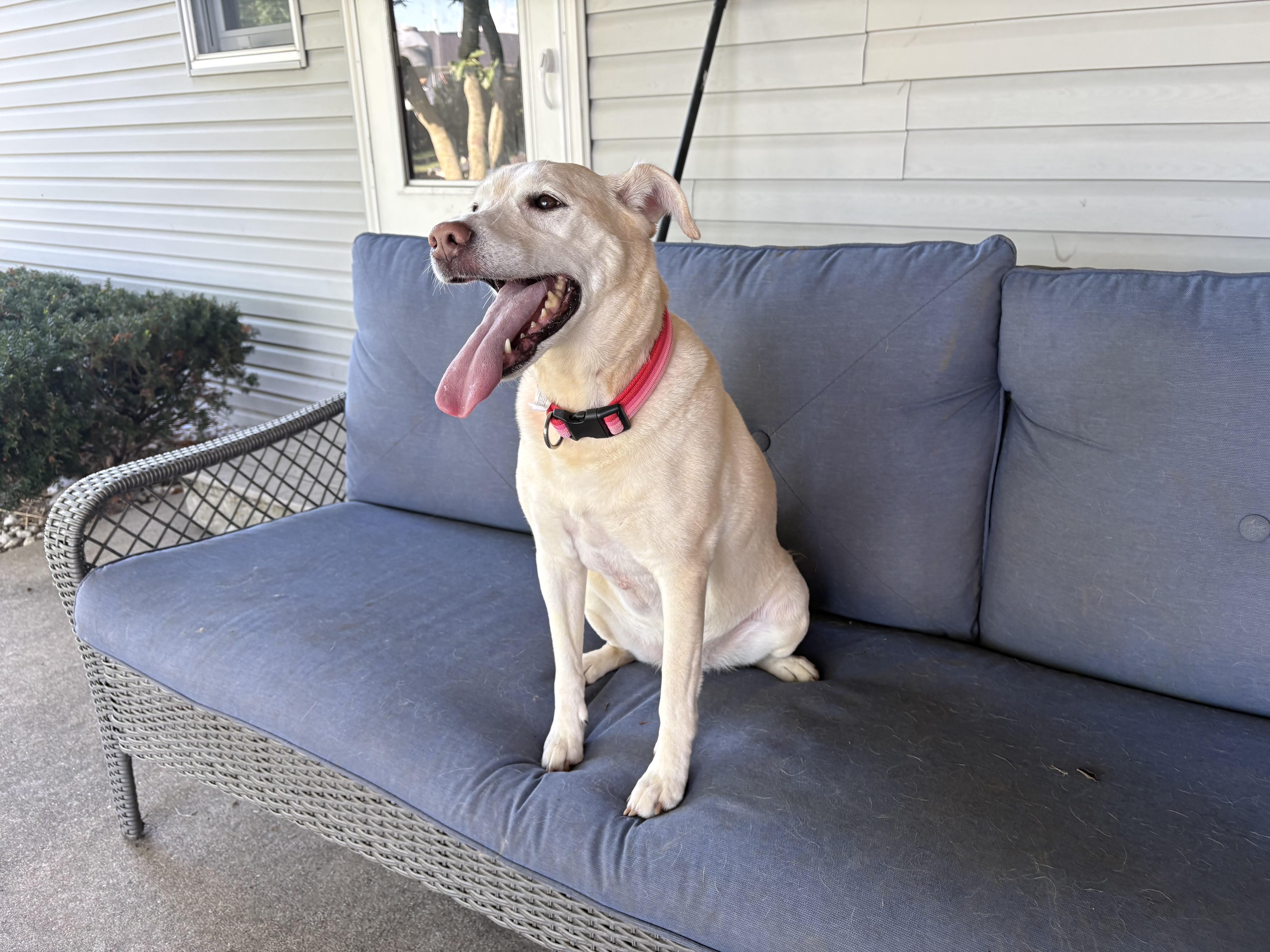 Nova, a ADOPTABLE mixed breed in Hindsboro, IL image 4/5