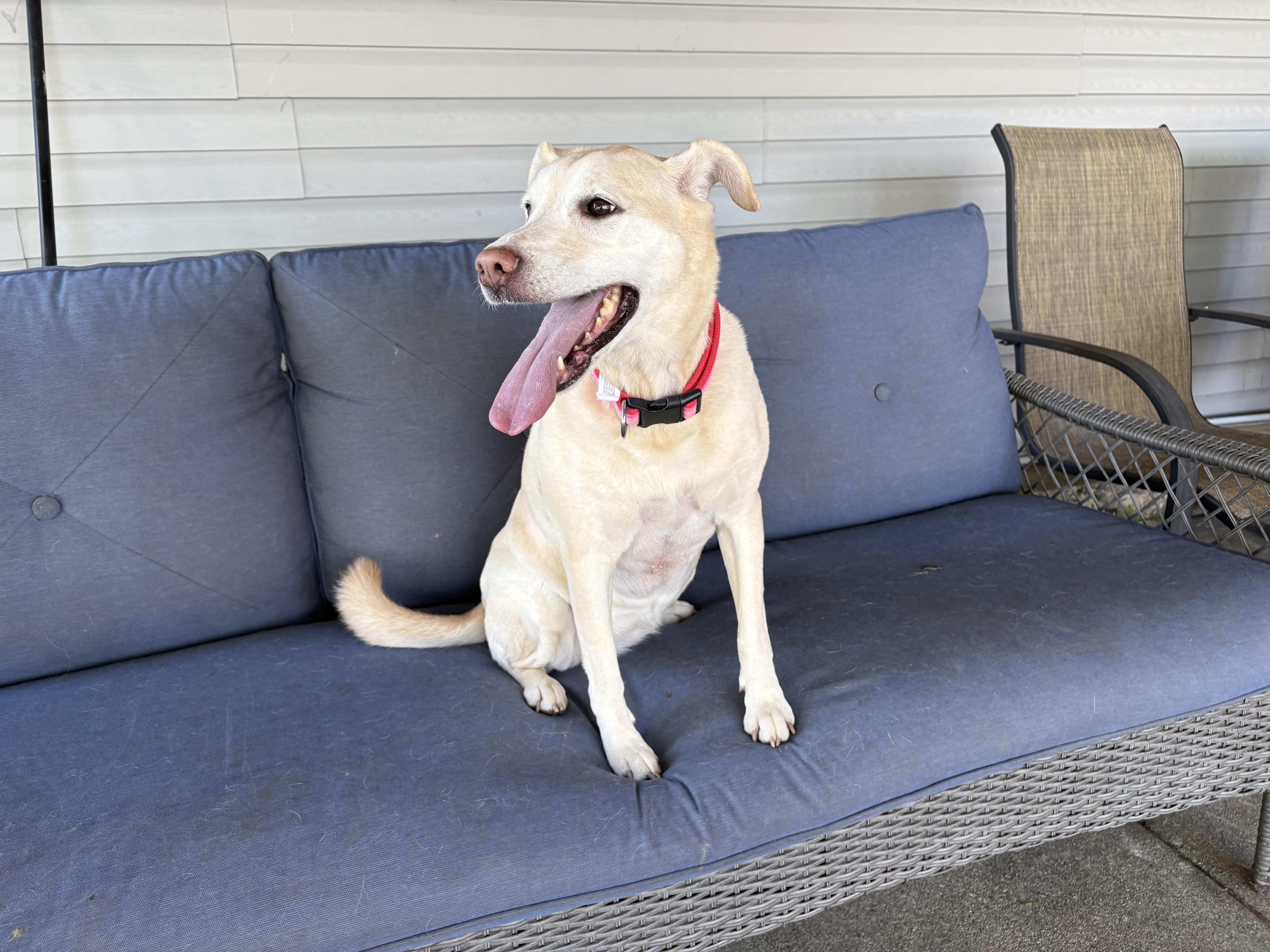 Nova, a ADOPTABLE mixed breed in Hindsboro, IL image 3/5