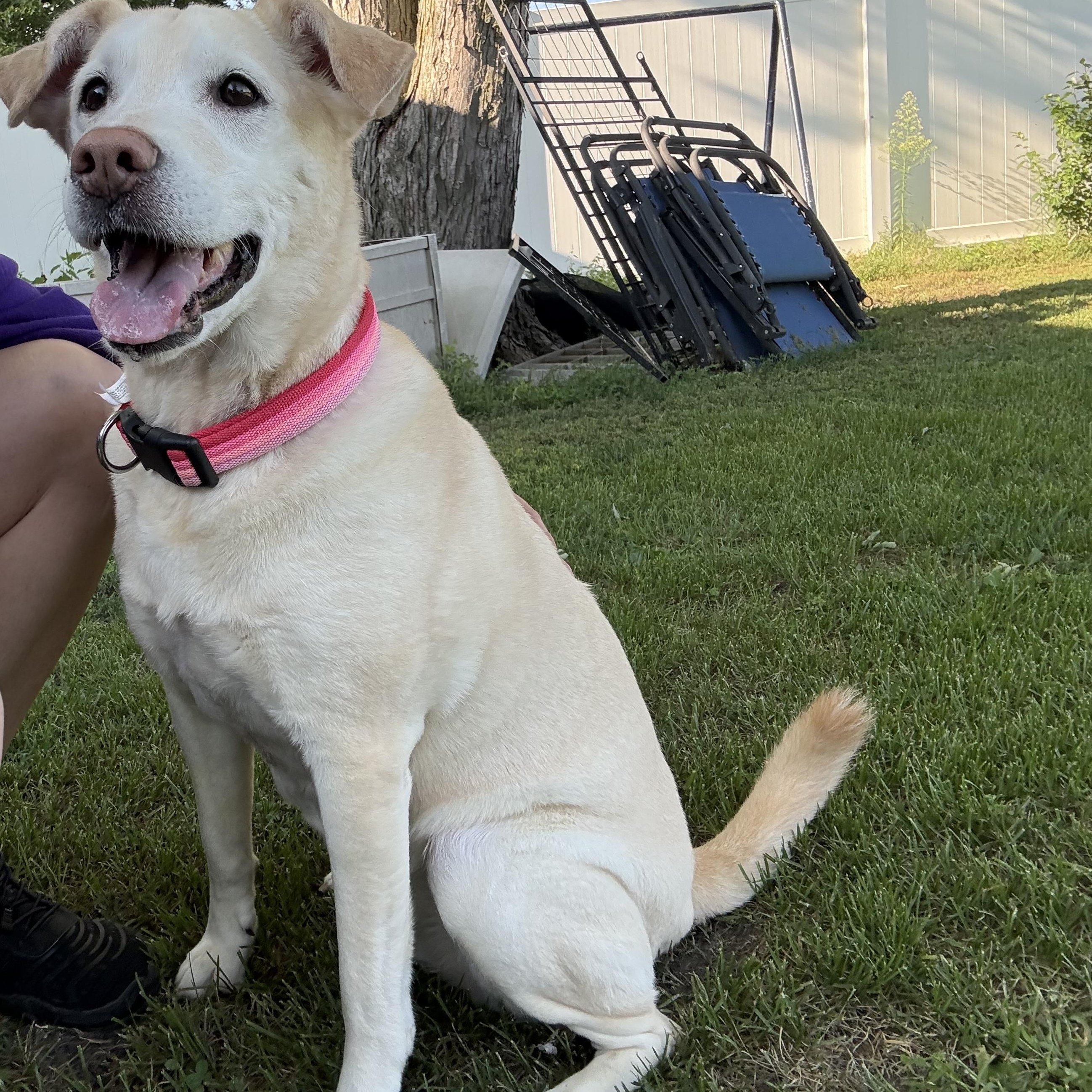 Nova, ADOPTABLE, Senior Female Yellow Labrador Retriever.