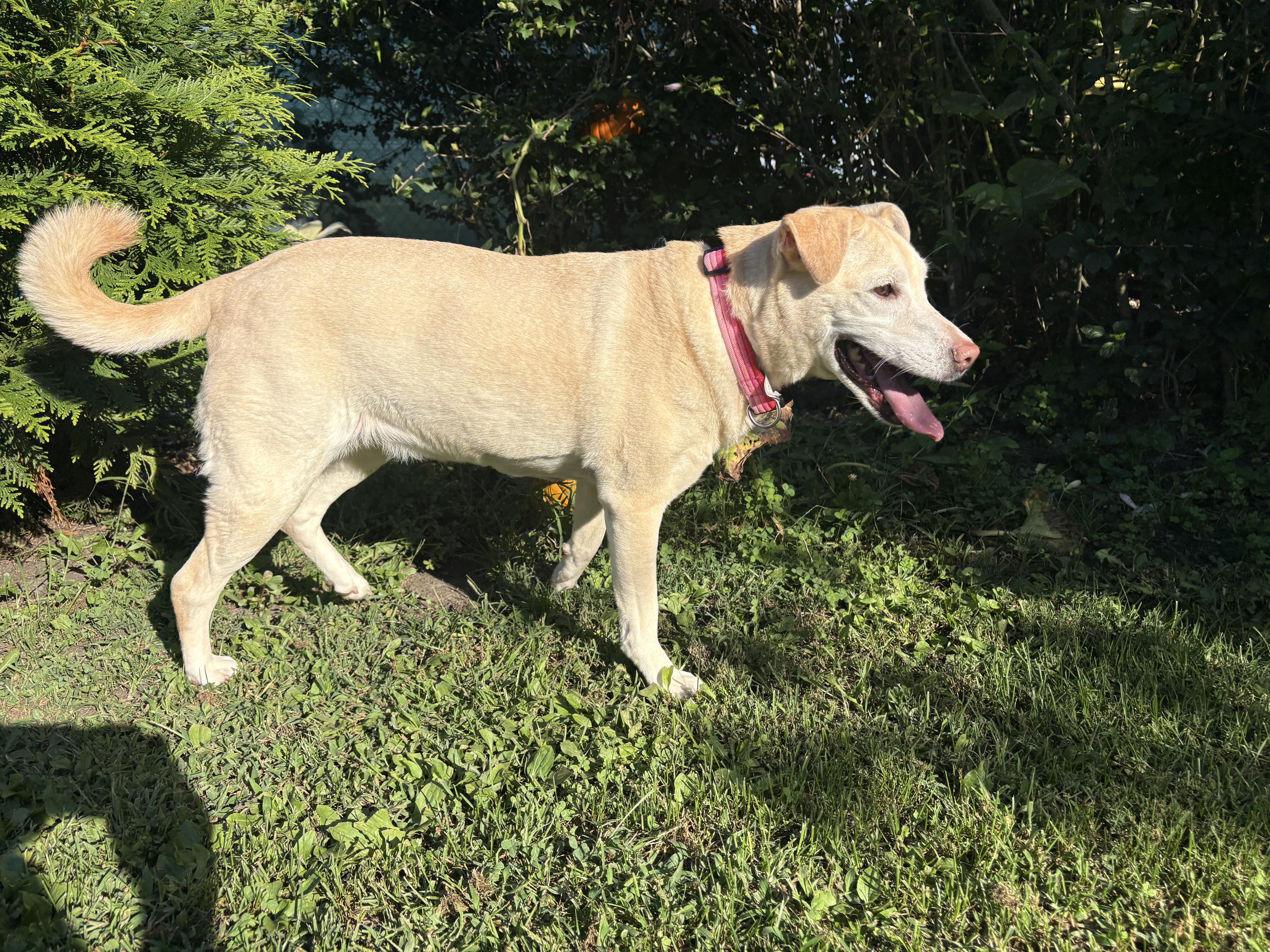 Nova, a ADOPTABLE mixed breed in Hindsboro, IL image 2/5