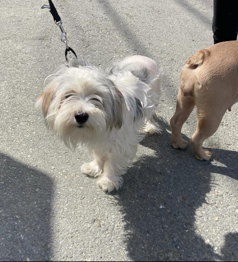 Sully, ADOPTABLE, Young Male Terrier.