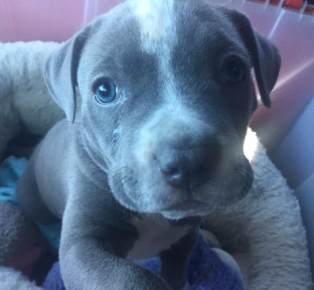 Pippo the Pibblepottomus, Adopted, Adult Female American Staffordshire Terrier & Pit Bull Terrier.