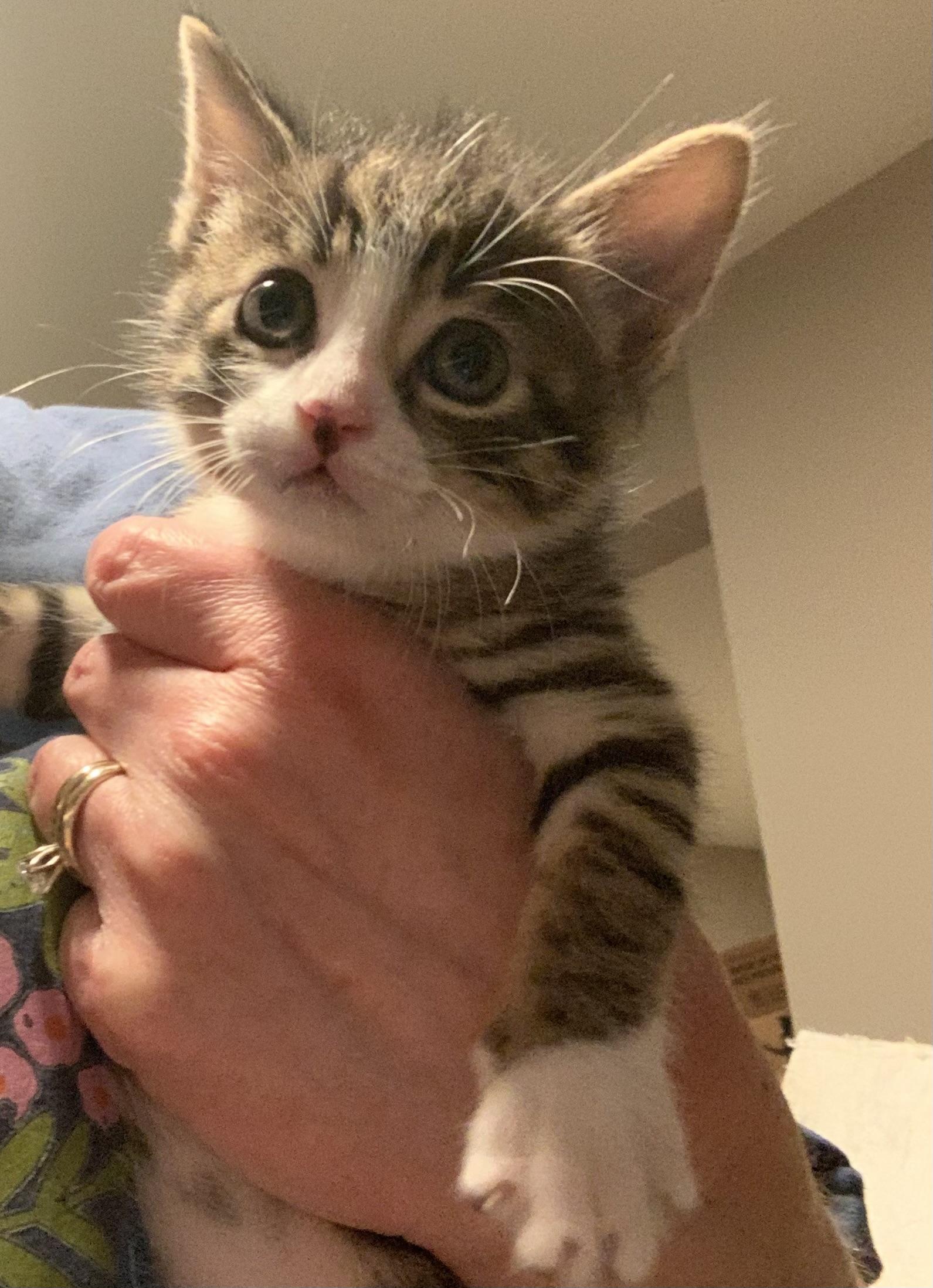 Enlarge Artemis, an adopted Domestic Short Hair in Turnersville, NJ image 1/4