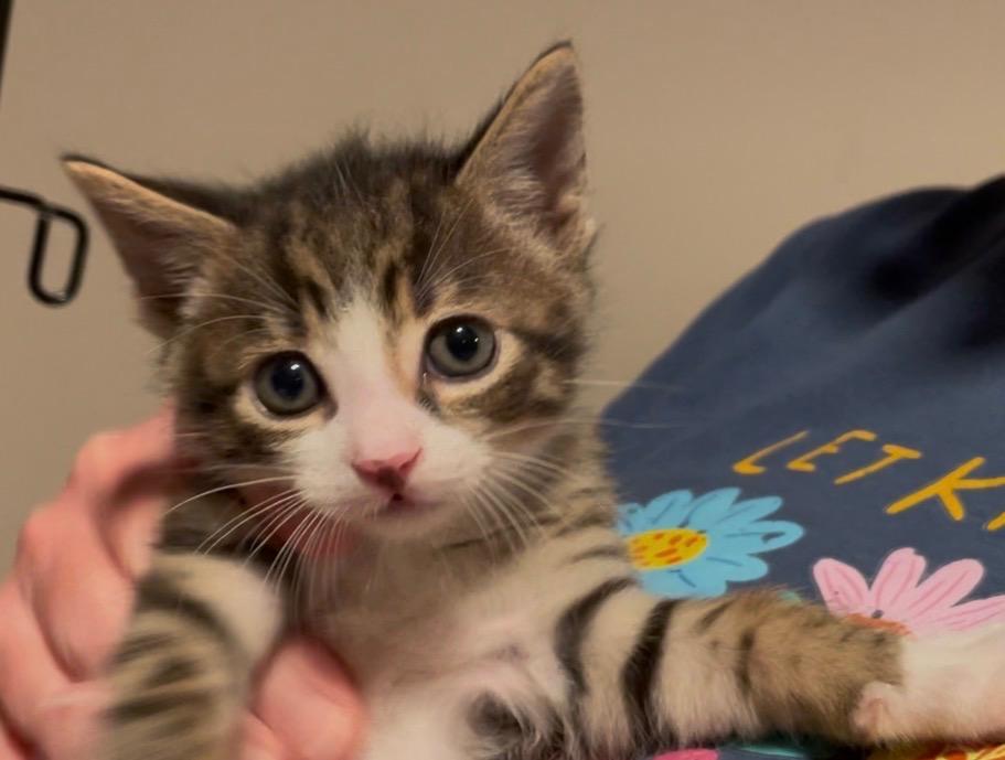 Enlarge Artemis, an adopted Domestic Short Hair in Turnersville, NJ image 3/4