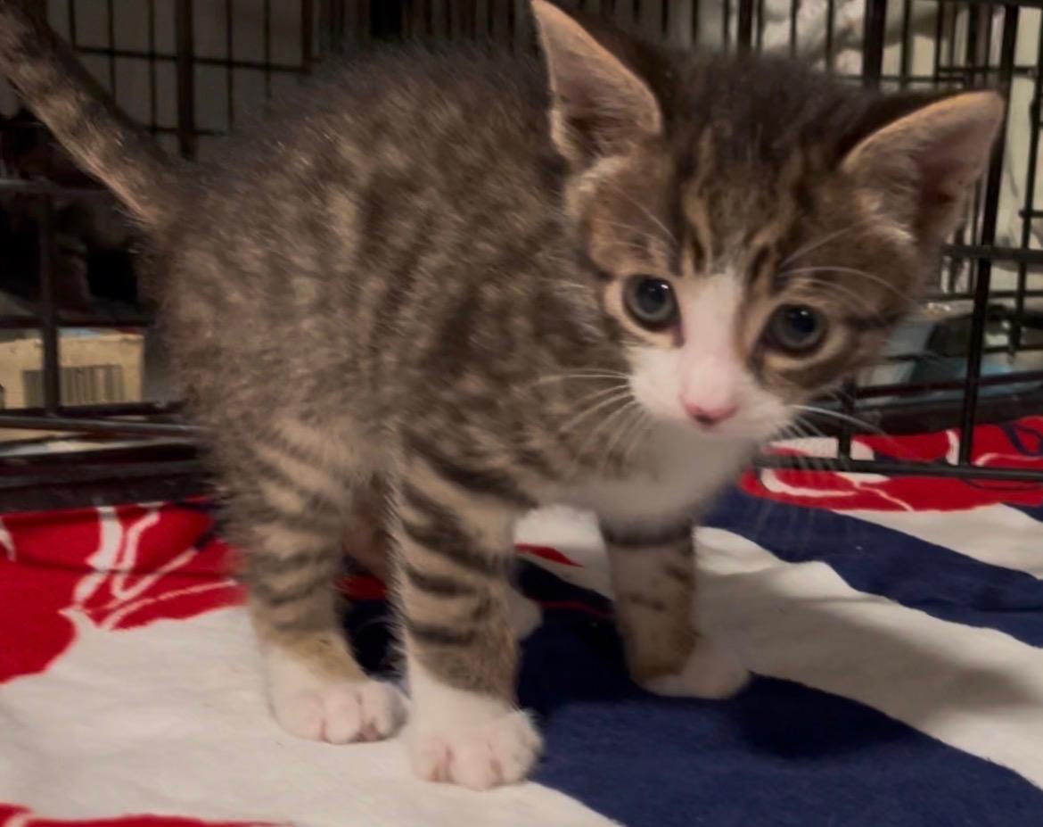 Enlarge Artemis, an adopted Domestic Short Hair in Turnersville, NJ image 2/4