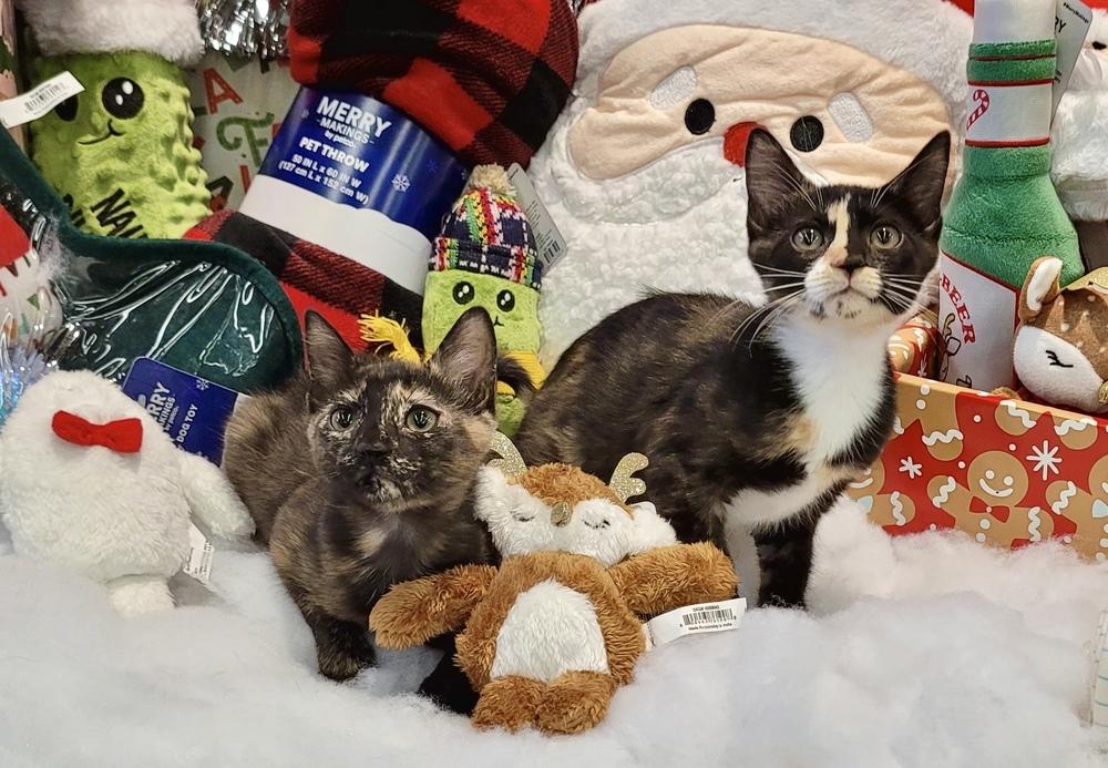 Natalina, Adoptable, Kitten Female Domestic Short Hair.