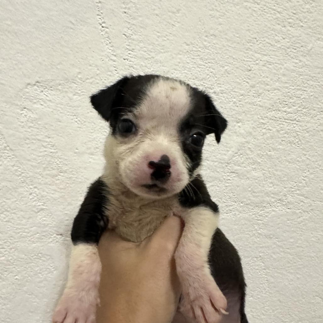 Nightingale, Adoptable, Puppy Female Mixed Breed.