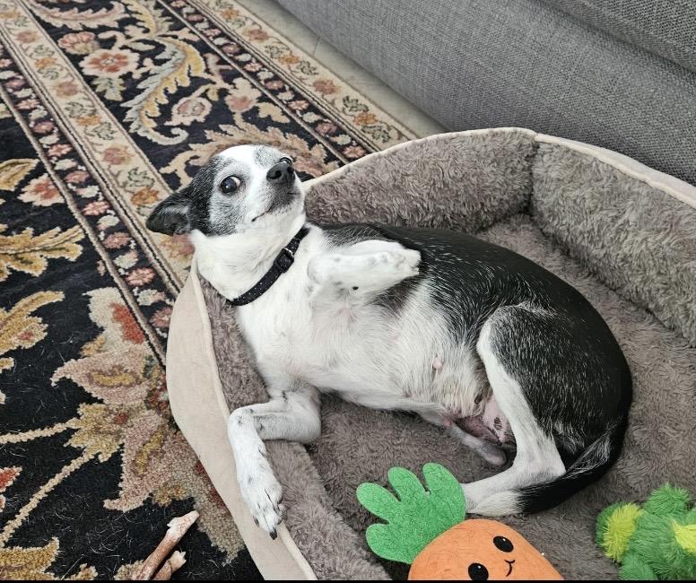 Oreo, Adopted, Senior Female Chihuahua.