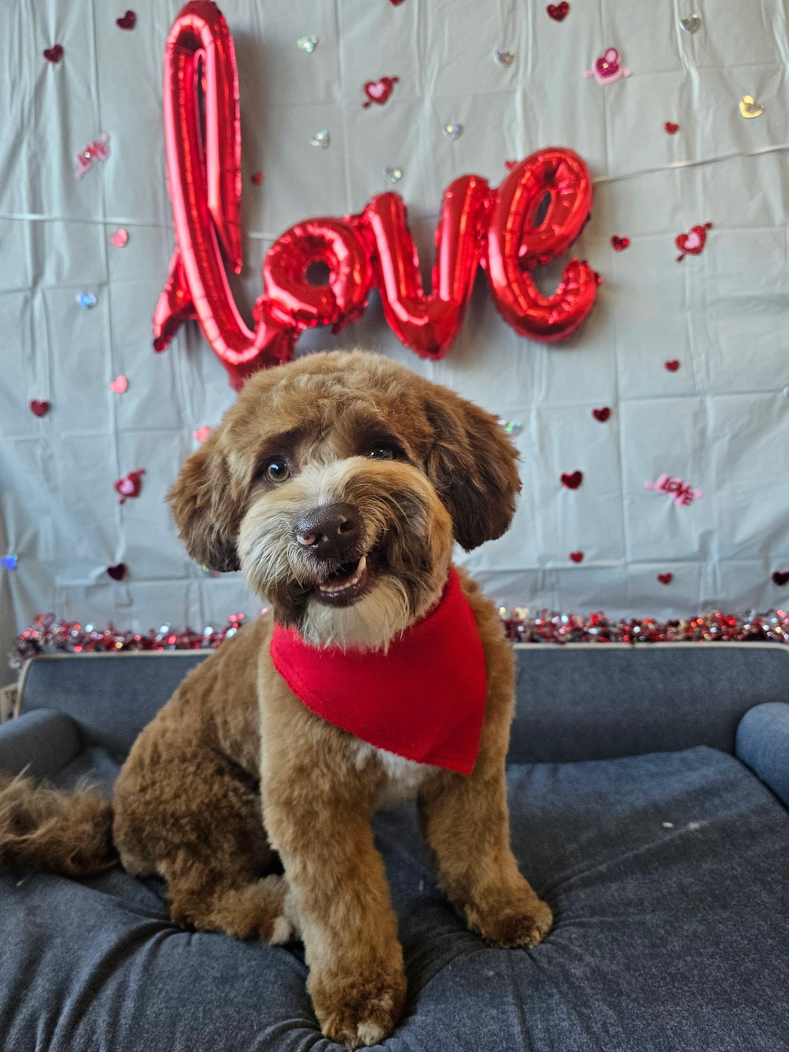 Enlarge Snickerdoodle, an adopted mixed breed in Fresno, CA image 3/5