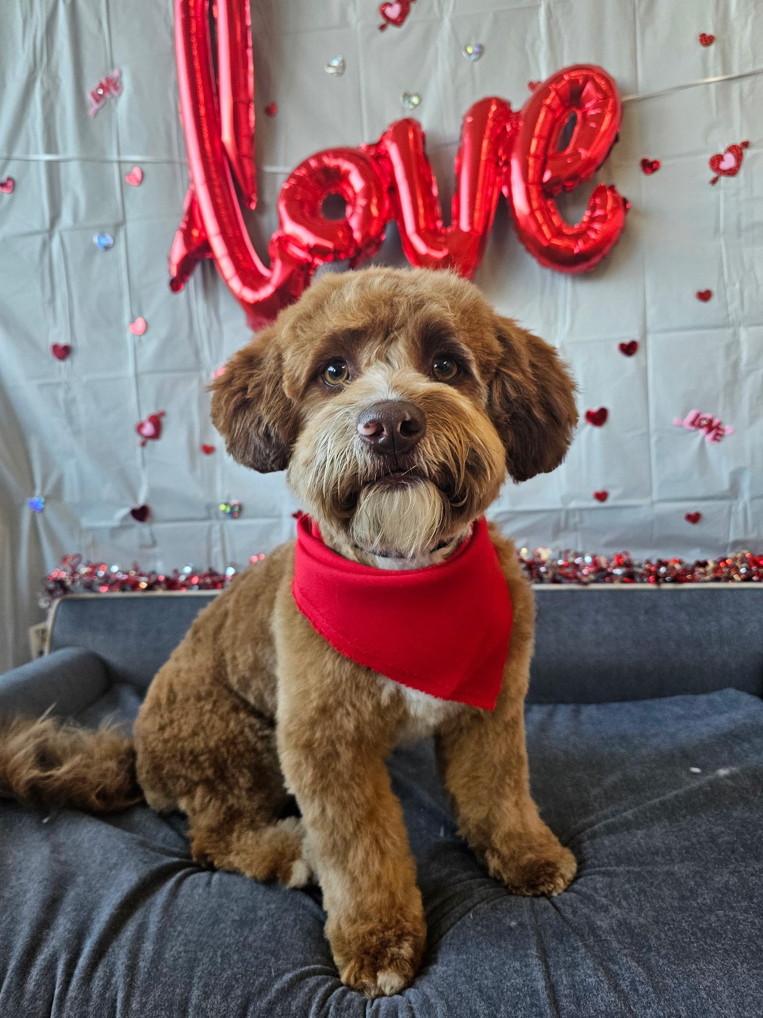 Enlarge Snickerdoodle, an adopted mixed breed in Fresno, CA image 2/5