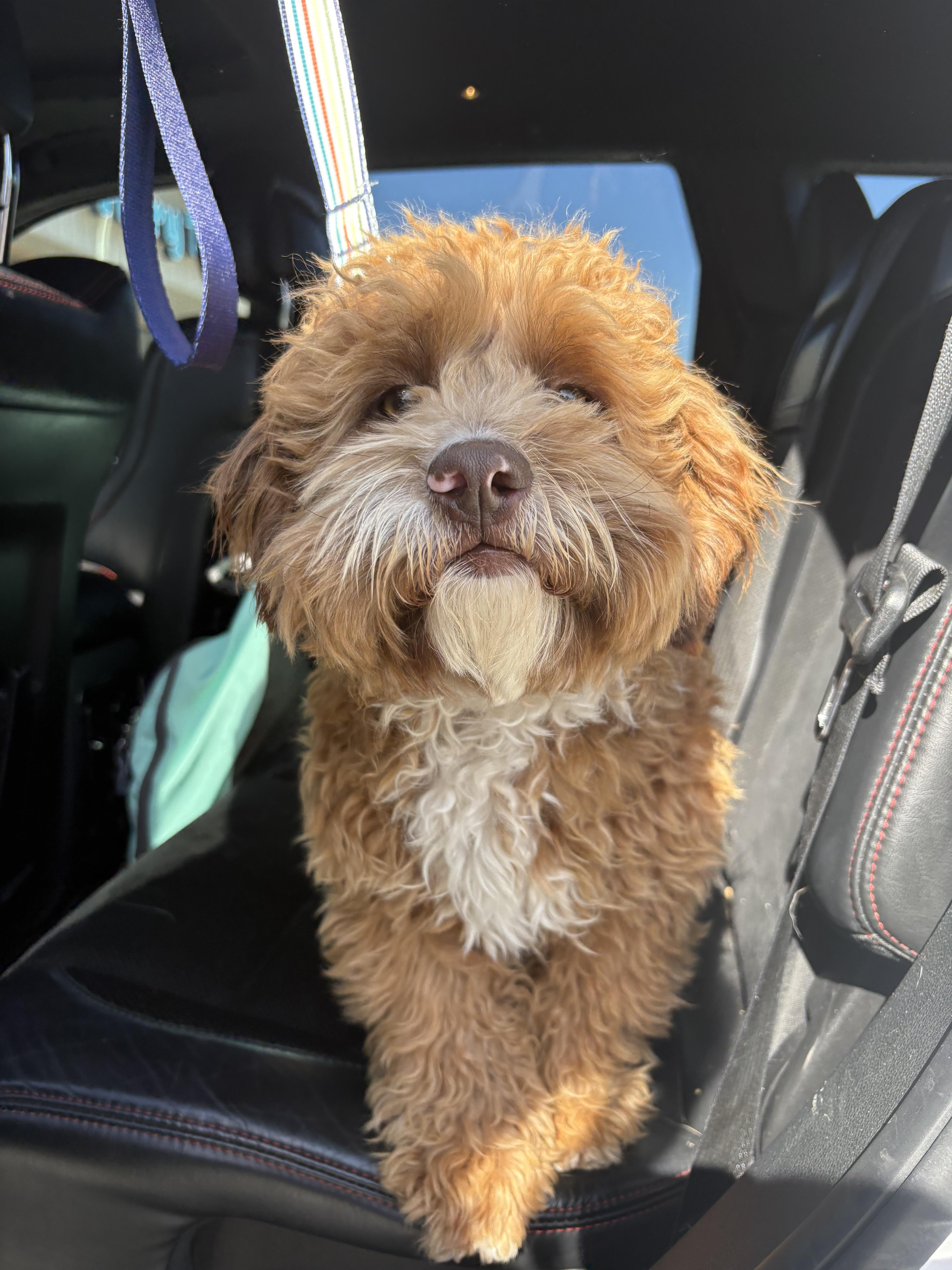 Enlarge Snickerdoodle, an adopted mixed breed in Fresno, CA image 5/5