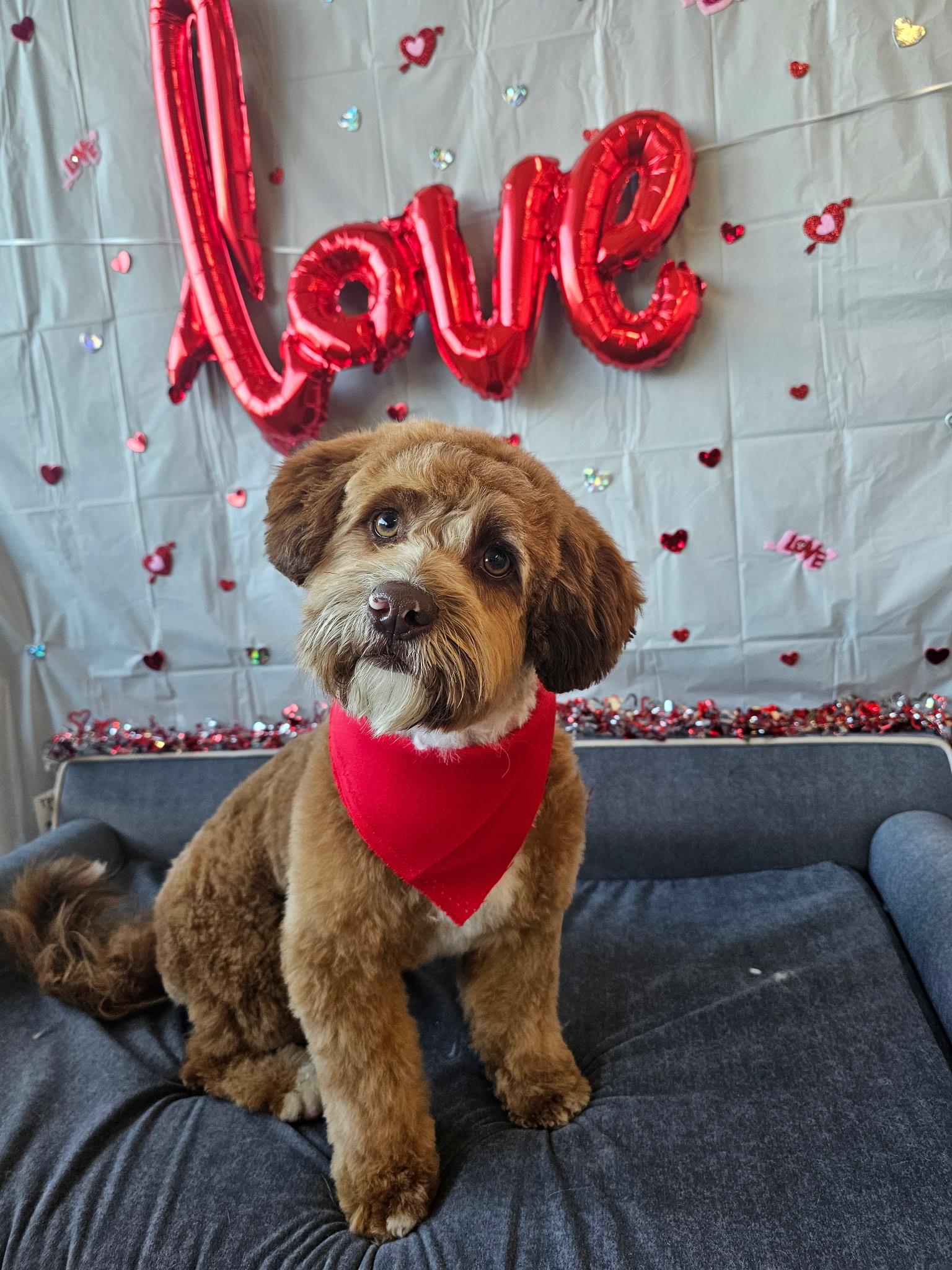 Snickerdoodle, adopted, Young Male Cavapoo & Cockapoo.