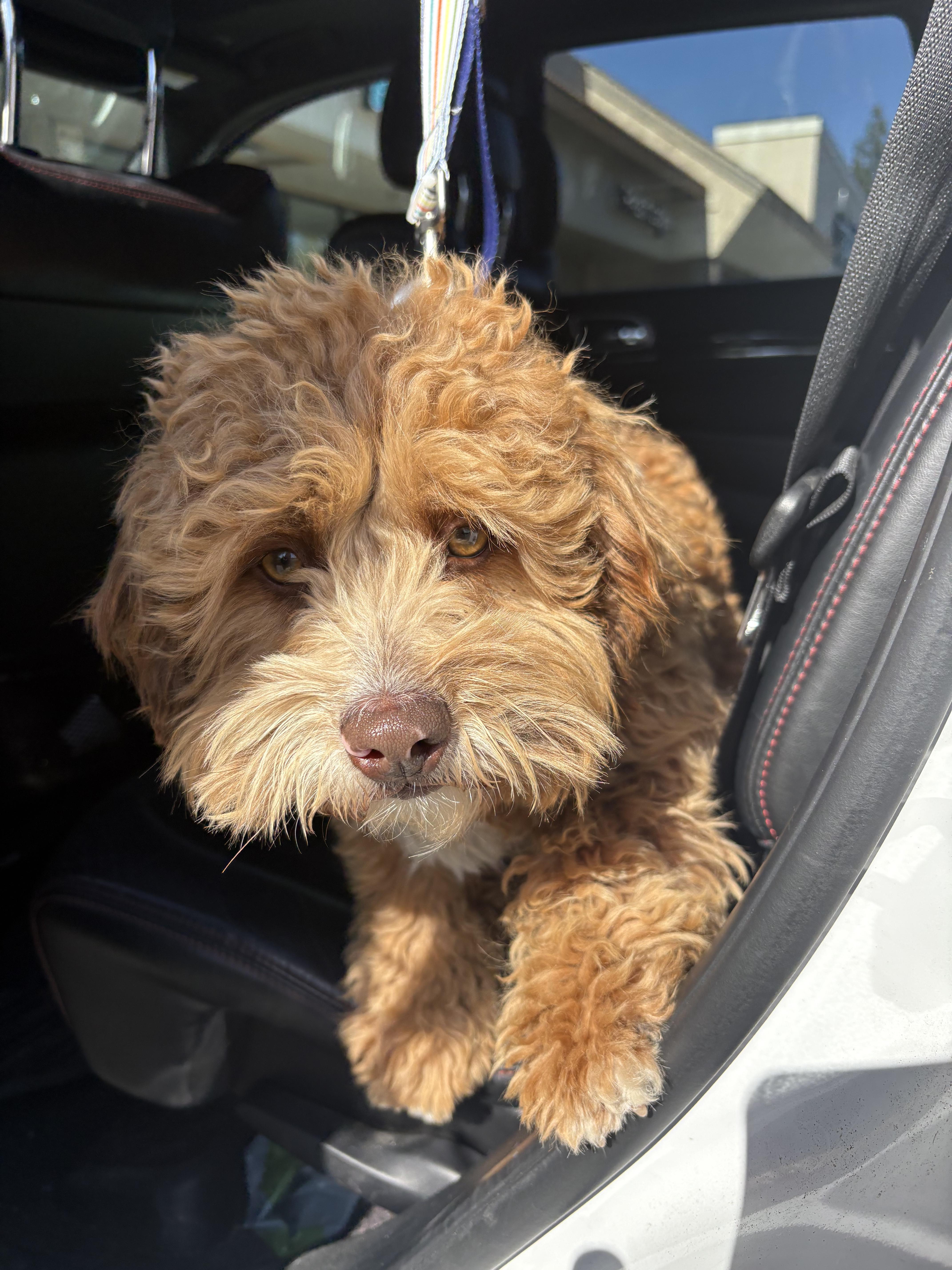 Enlarge Snickerdoodle, an adopted mixed breed in Fresno, CA image 4/5