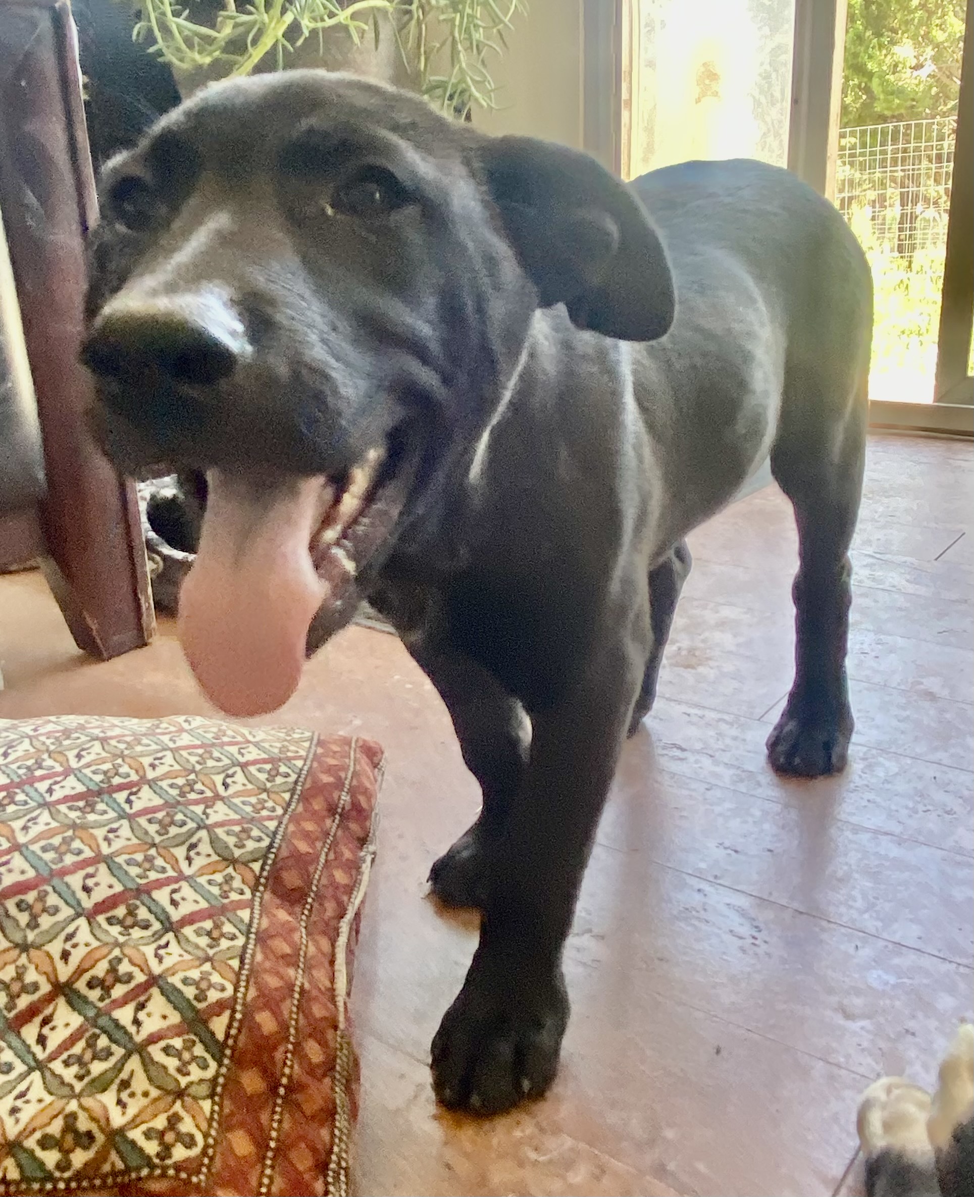 Chungus, a Adoptable mixed breed in Albuquerque, NM image 1/4