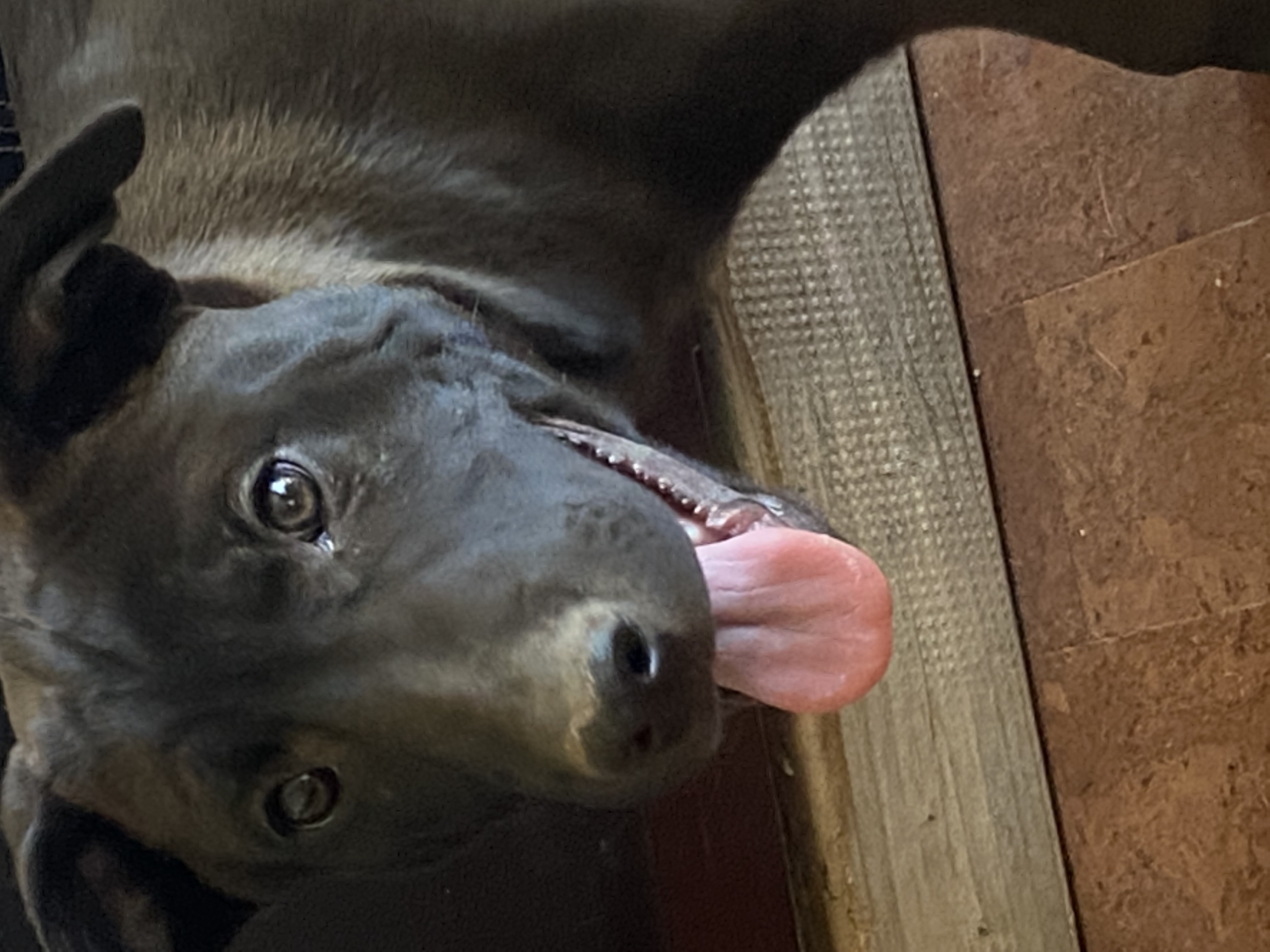 Chungus, a Adoptable mixed breed in Albuquerque, NM image 2/4