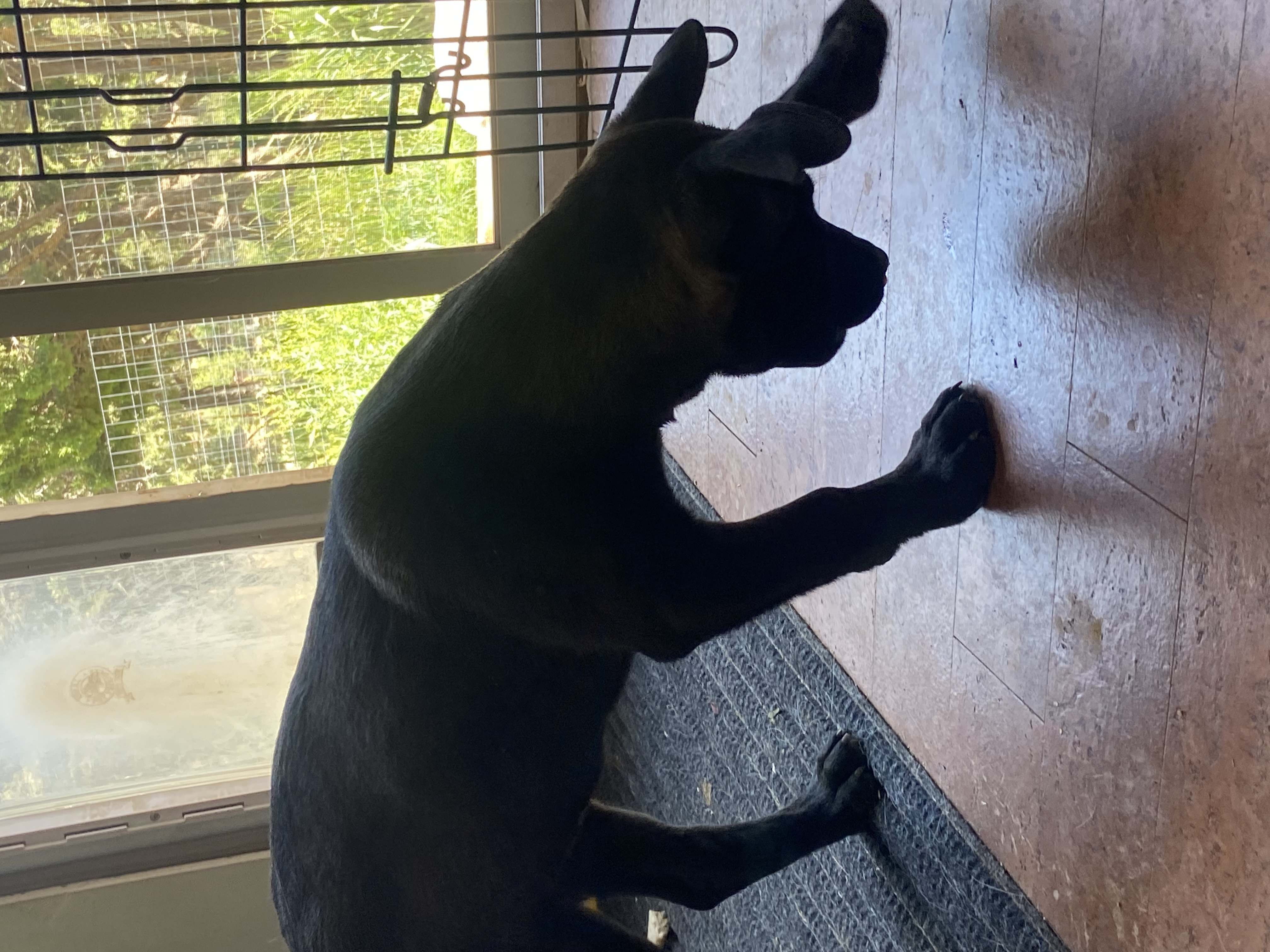 Chungus, a Adoptable mixed breed in Albuquerque, NM image 3/4