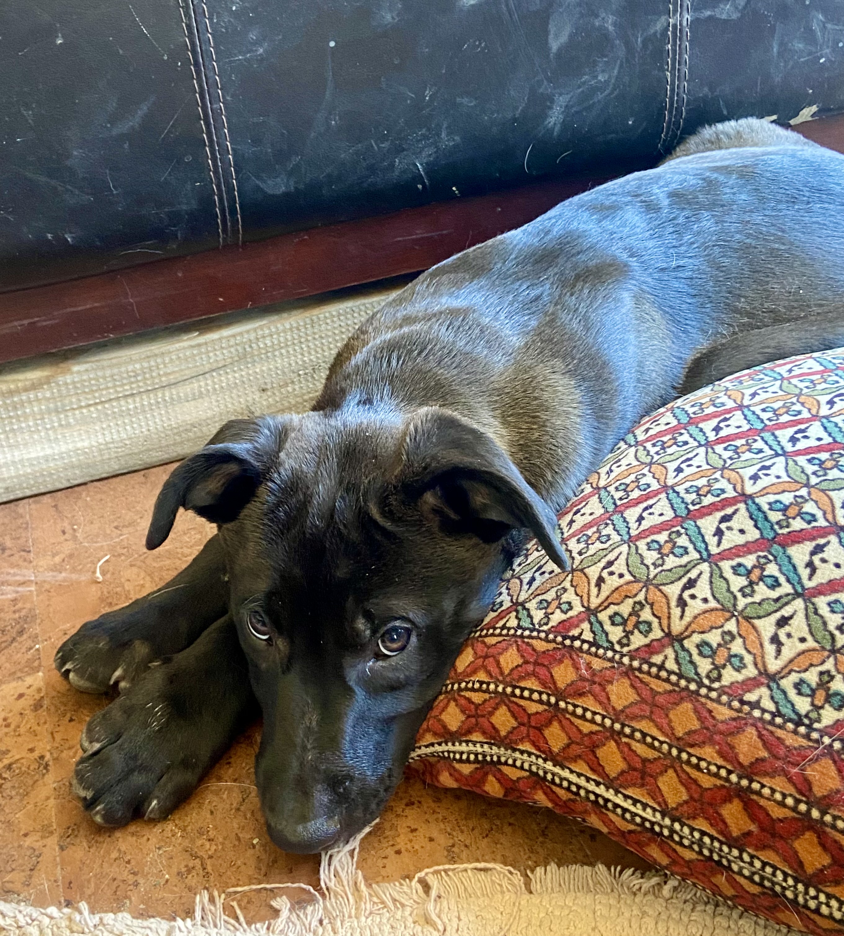 Chungus, a Adoptable mixed breed in Albuquerque, NM image 4/4