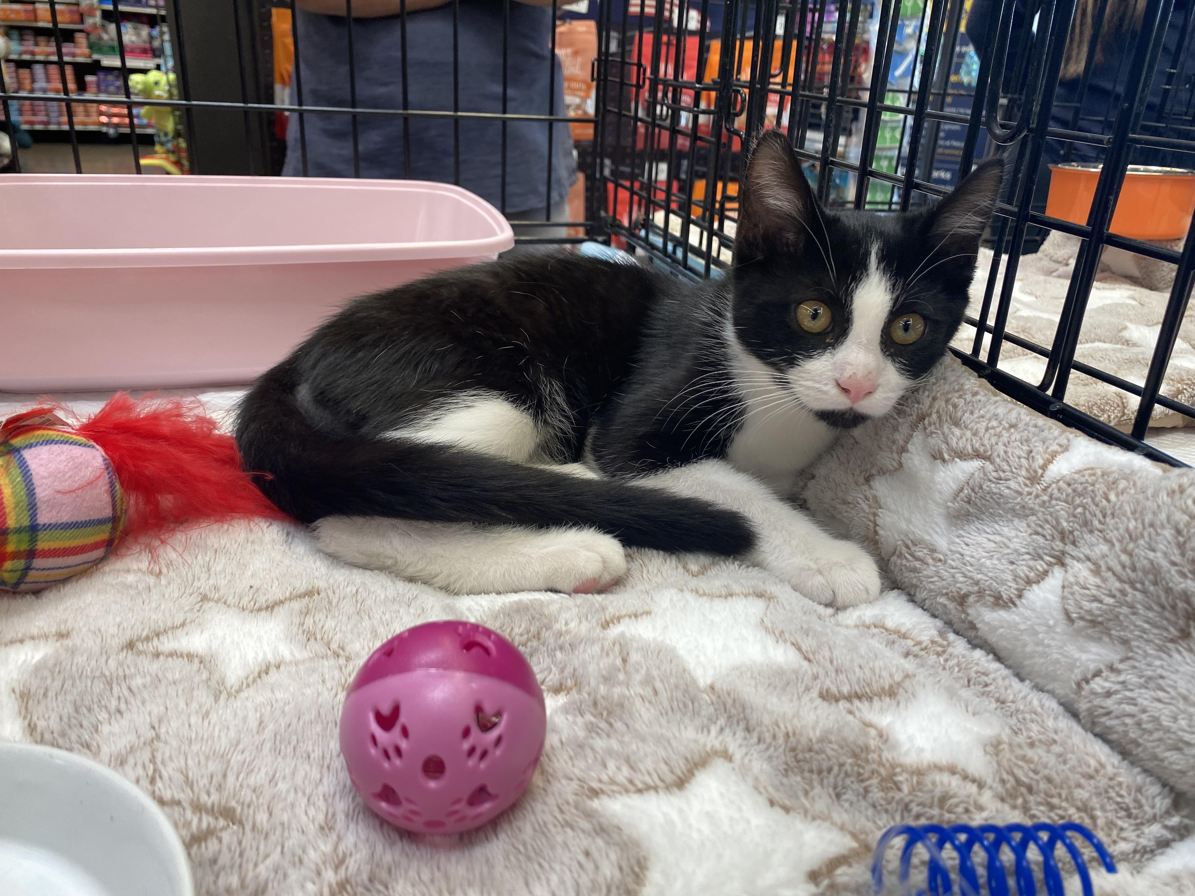 Socks, ADOPTABLE, Kitten Male Domestic Short Hair.