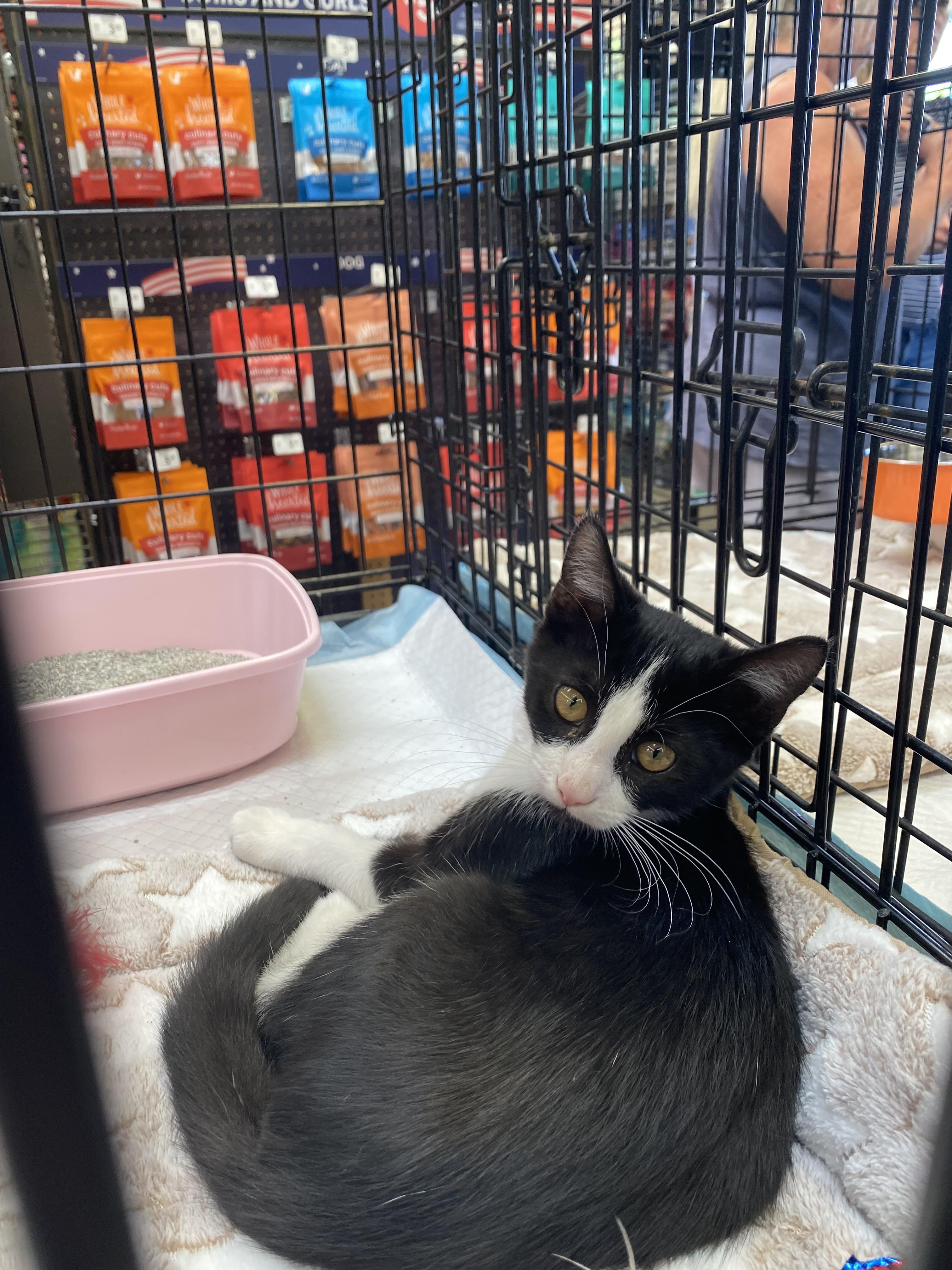 Socks, a ADOPTABLE Domestic Short Hair in Elk Grove, CA image 2/2