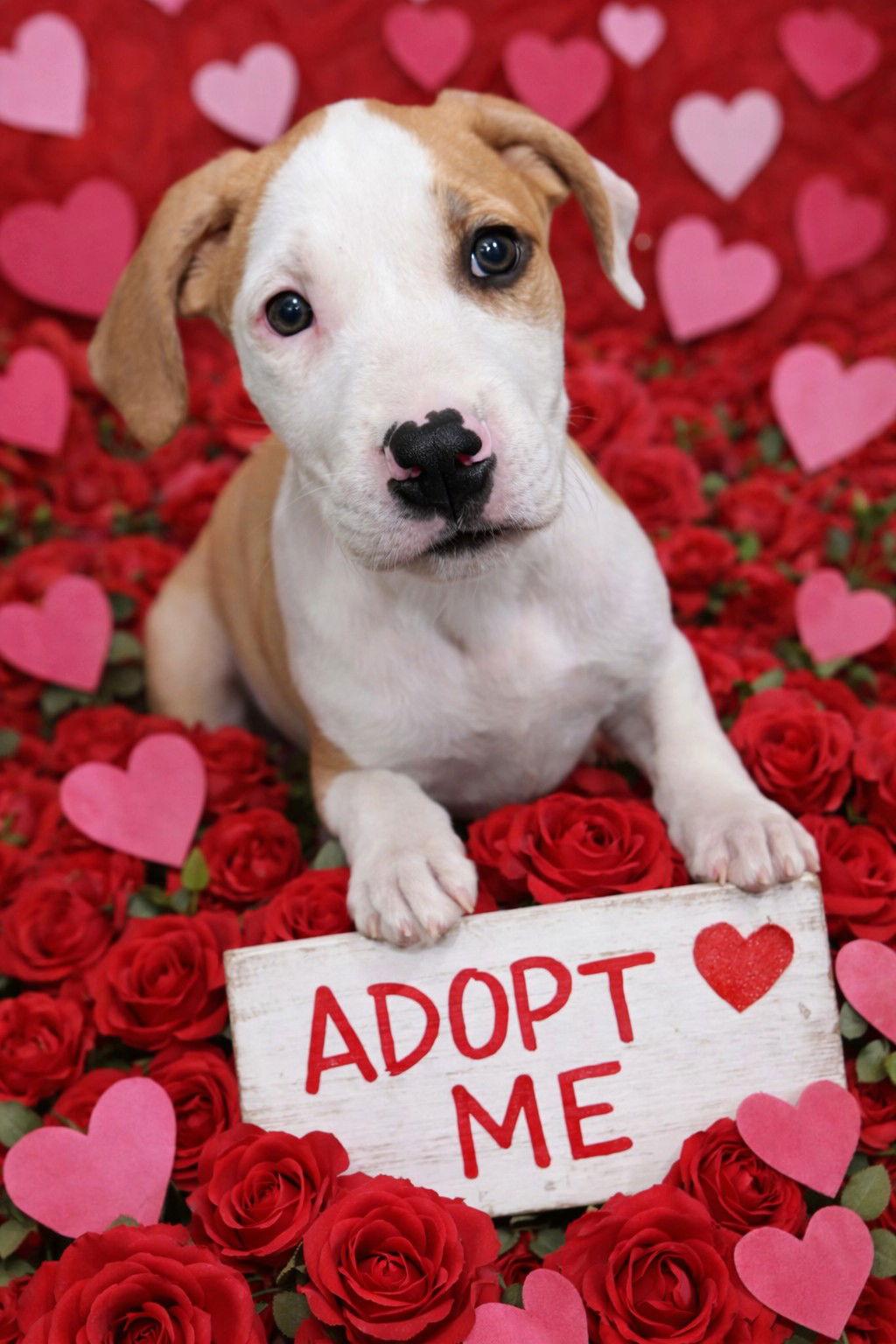 Hayes, Adoptable, Puppy Male Hound & Beagle.