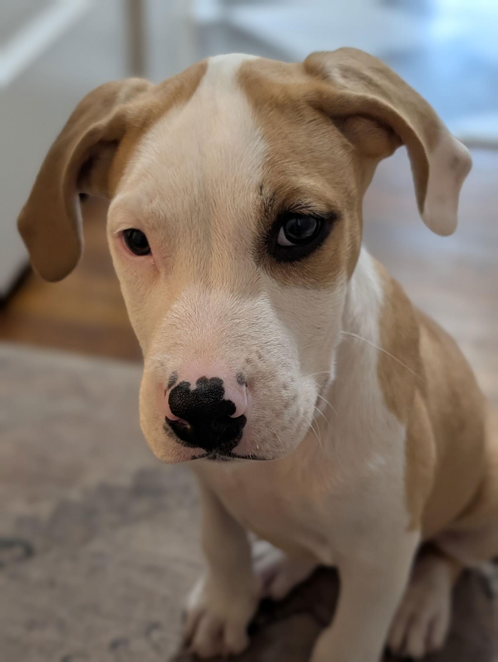 Enlarge Hayes, a Adoptable mixed breed in St. Louis, MO image 2/3