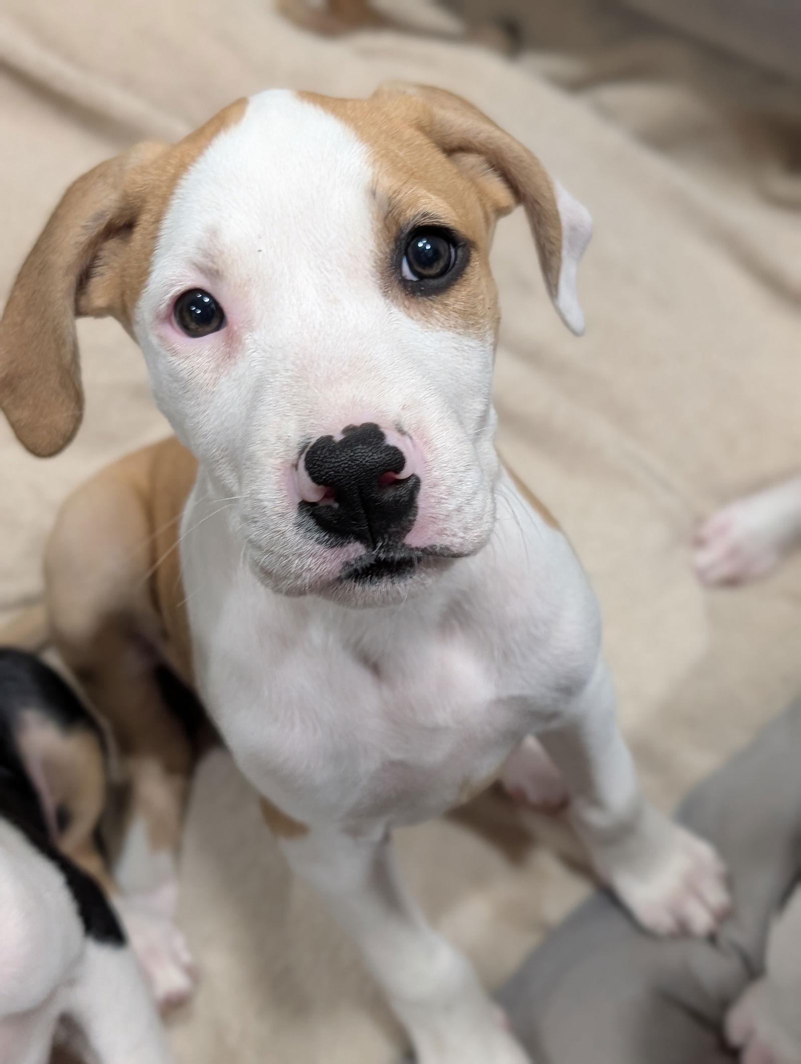 Enlarge Hayes, a Adoptable mixed breed in St. Louis, MO image 3/3