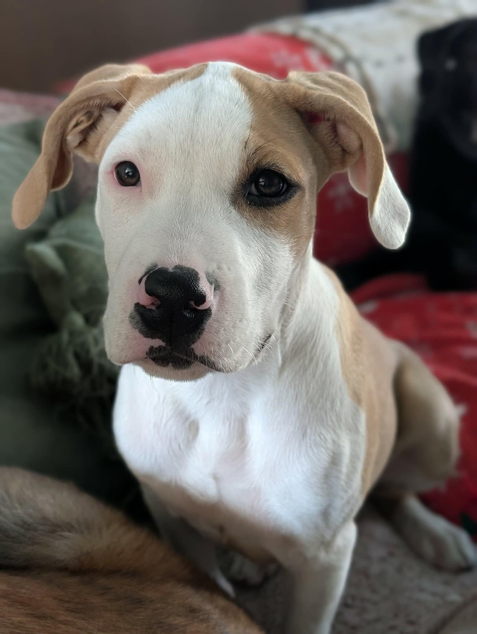 Enlarge Hayes, a Adoptable mixed breed in St. Louis, MO image 3/3