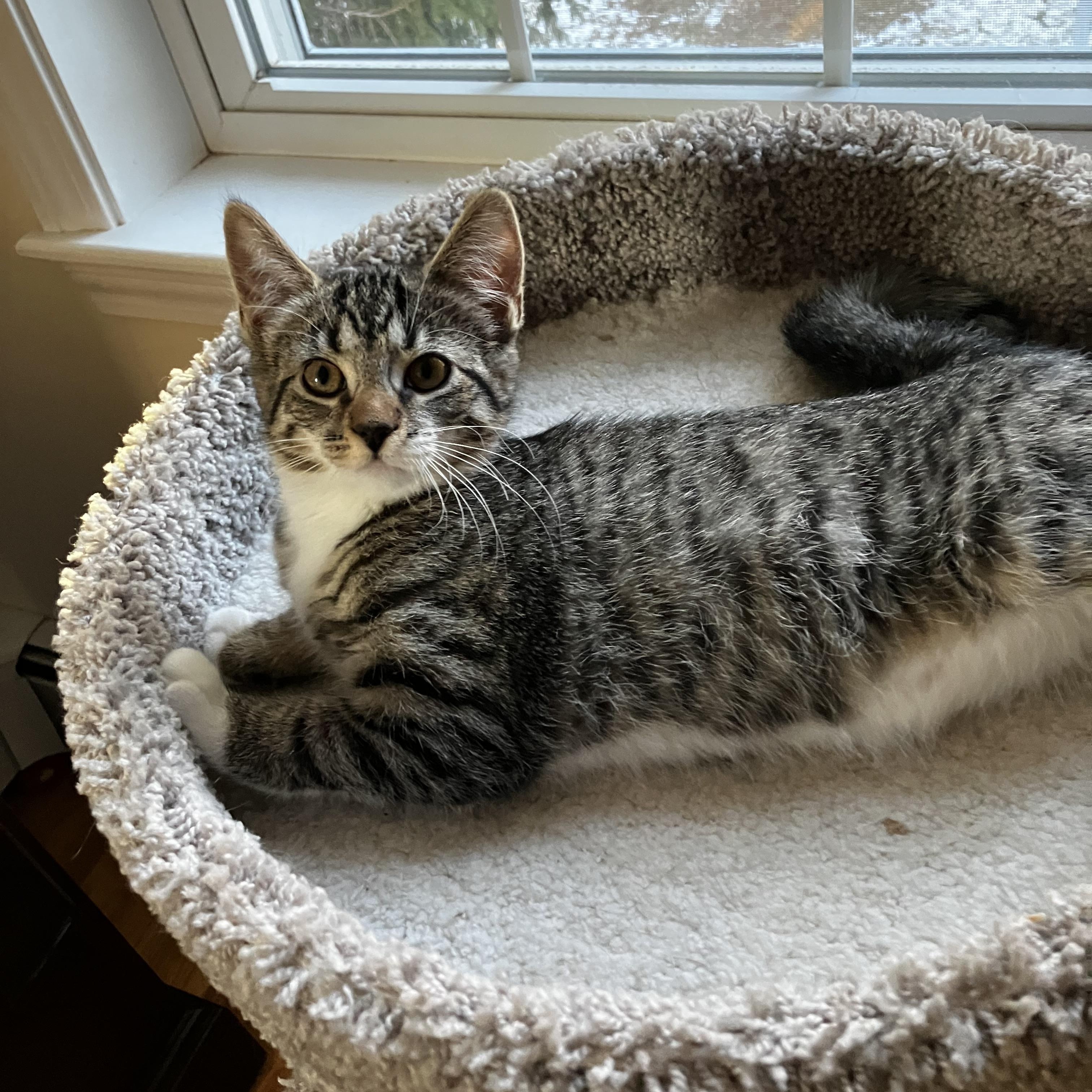 Enlarge Dini & Rosie , an adopted Domestic Short Hair in Canton, MA image 4/4