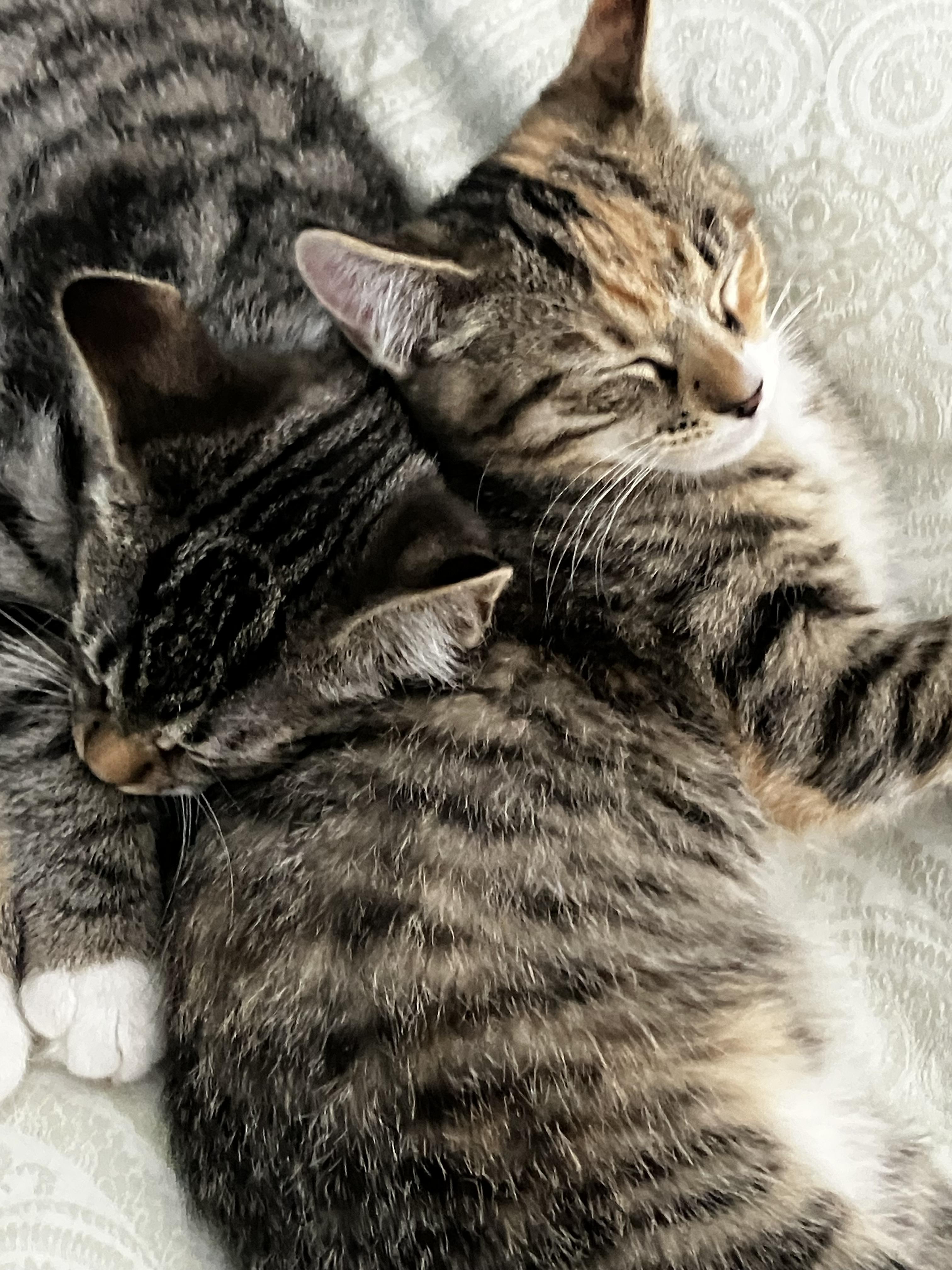 Dini & Rosie , adopted, Kitten Female Domestic Short Hair.