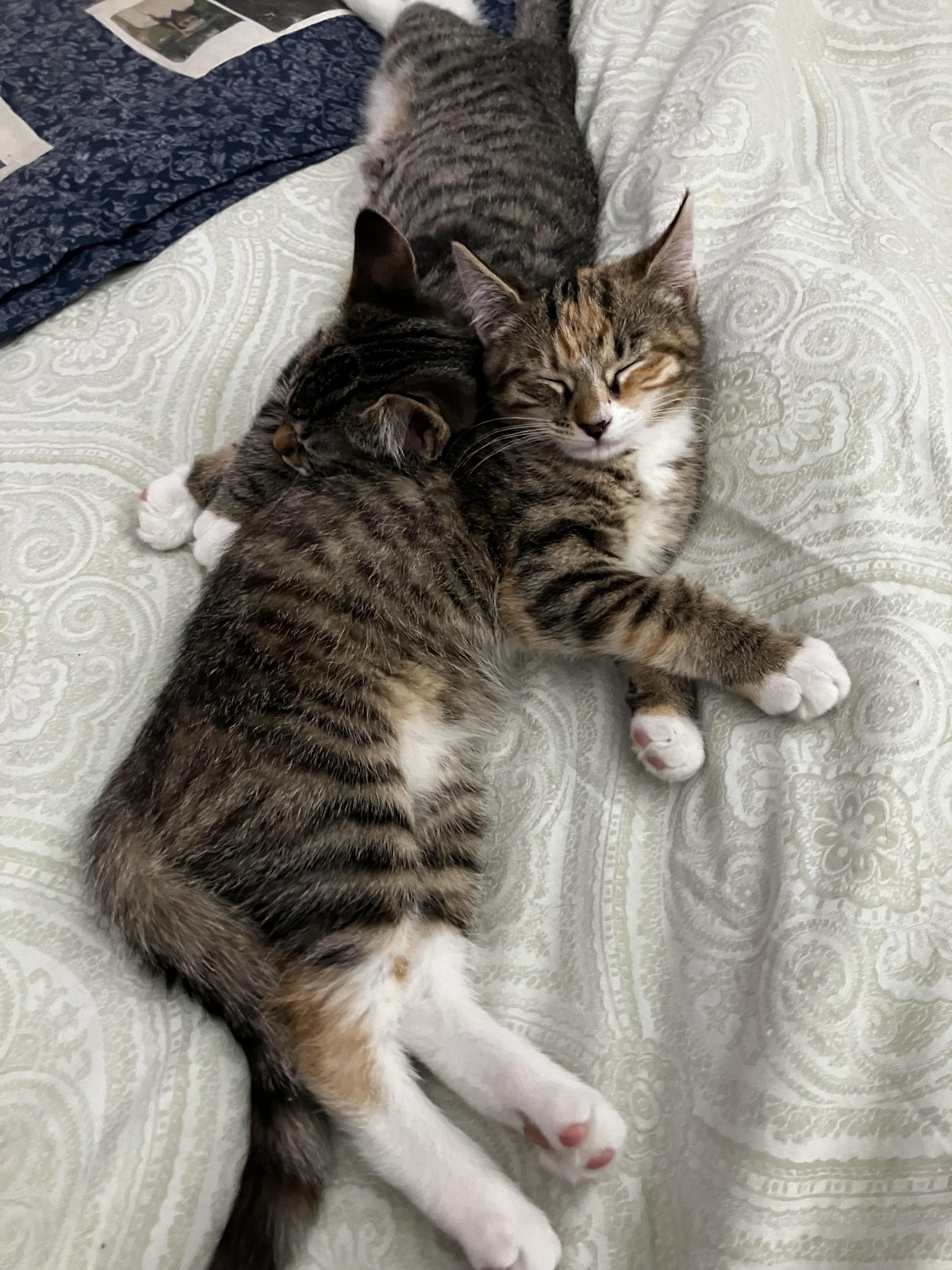 Enlarge Dini & Rosie , an adopted Domestic Short Hair in Canton, MA image 3/4