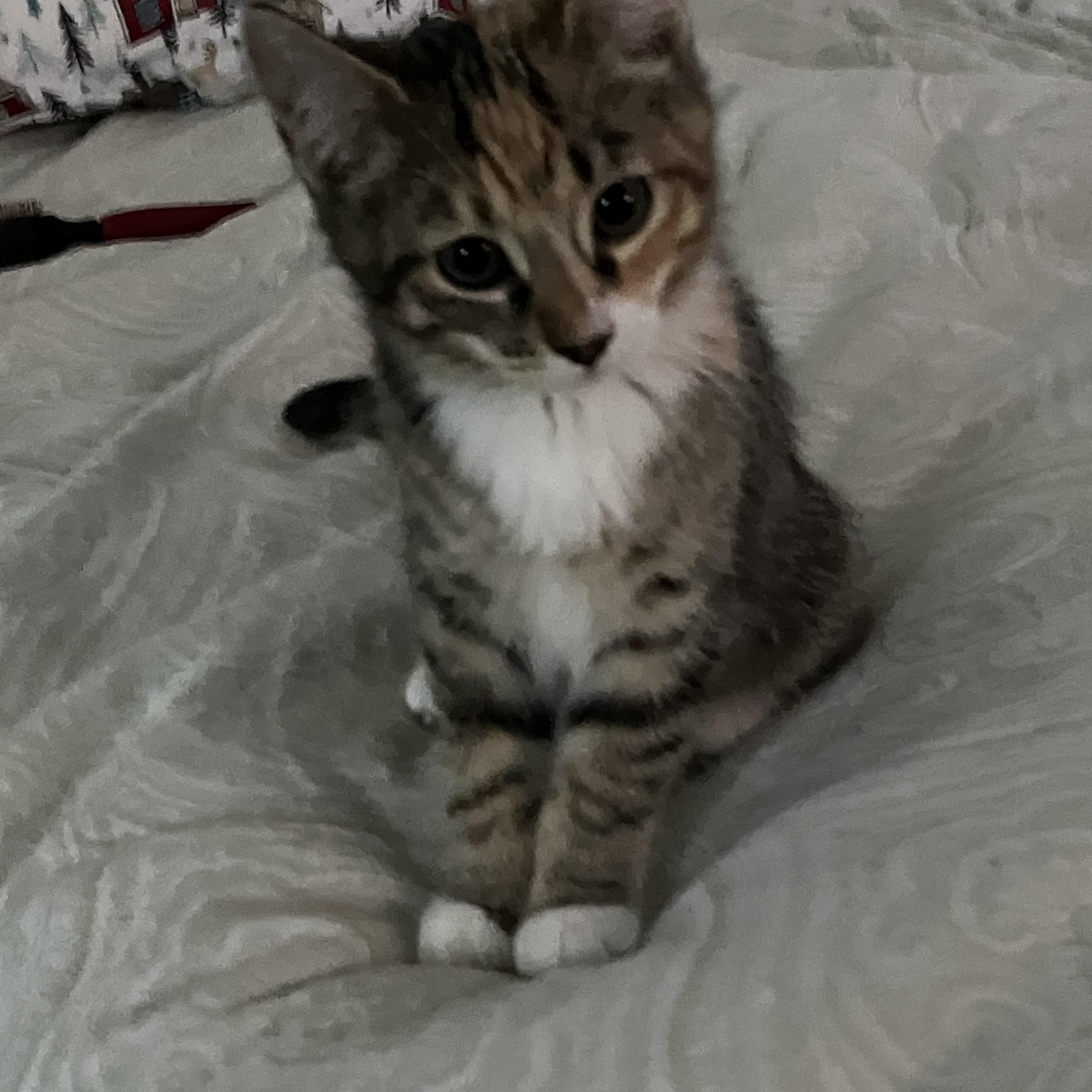 Enlarge Dini & Rosie , an adopted Domestic Short Hair in Canton, MA image 2/4