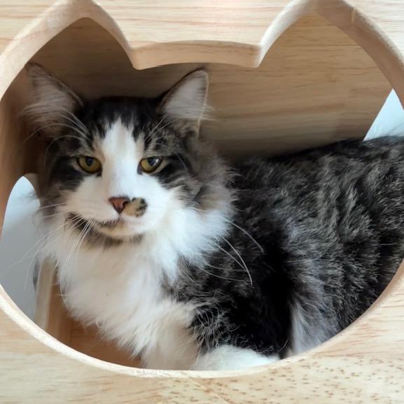 Haze, Adoptable, Young Male Domestic Long Hair.