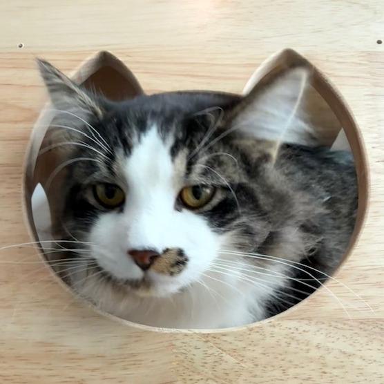 Haze, Adoptable, Young Male Domestic Long Hair.