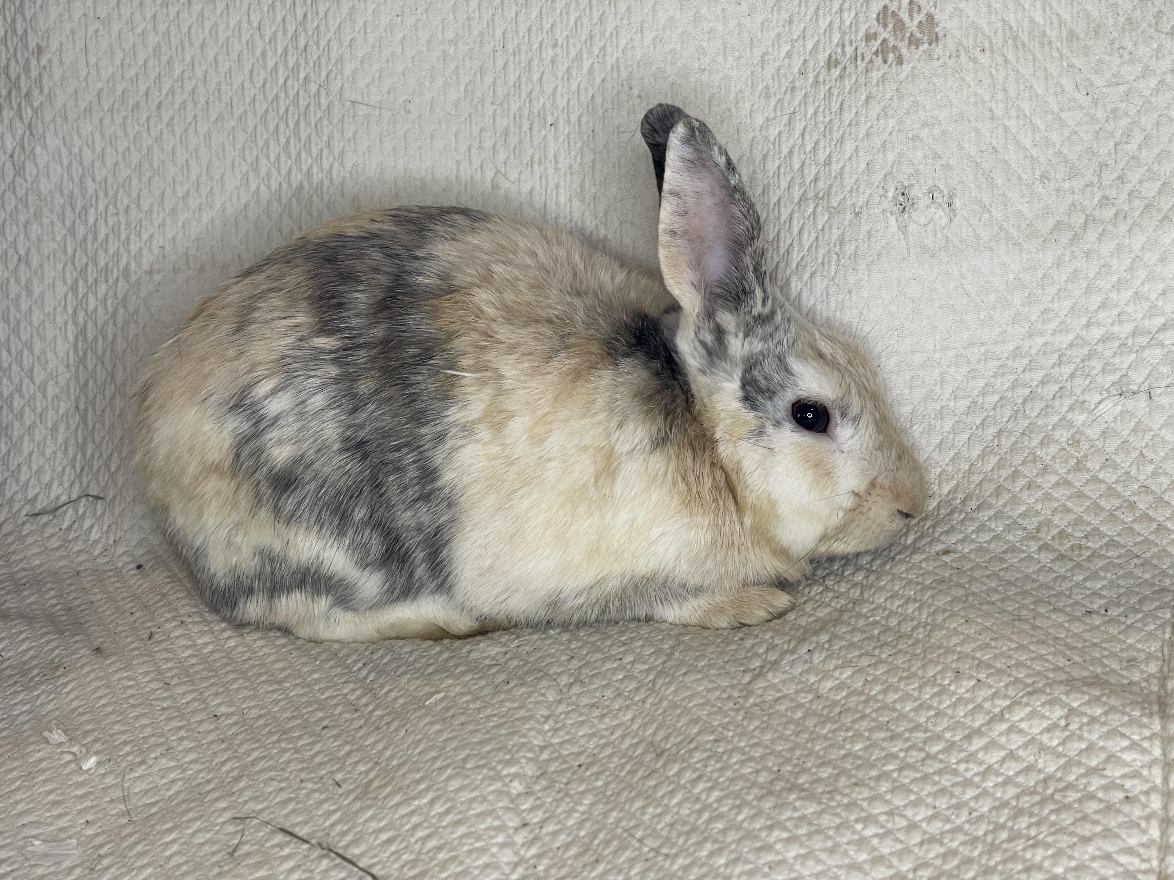 Enlarge Vincent  (& Francesca), a Adopted Harlequin in Holiday, FL image 2/3