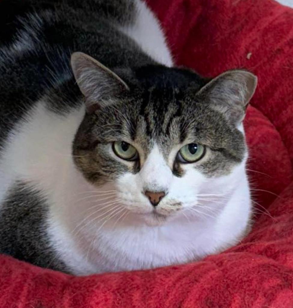 Alice, Adoptable, Adult Female Domestic Short Hair.