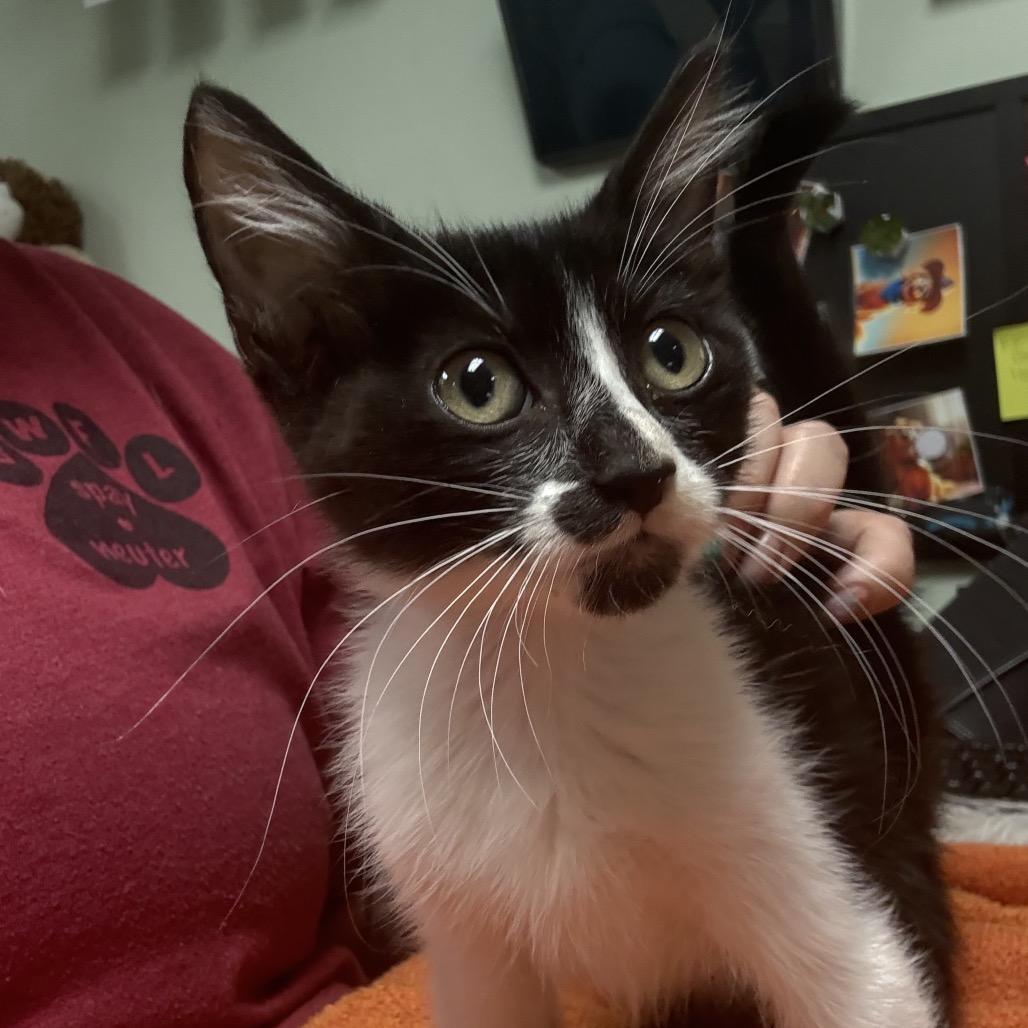 Enlarge Sarah, a Adoptable Domestic Short Hair in North Port, FL image 2/6