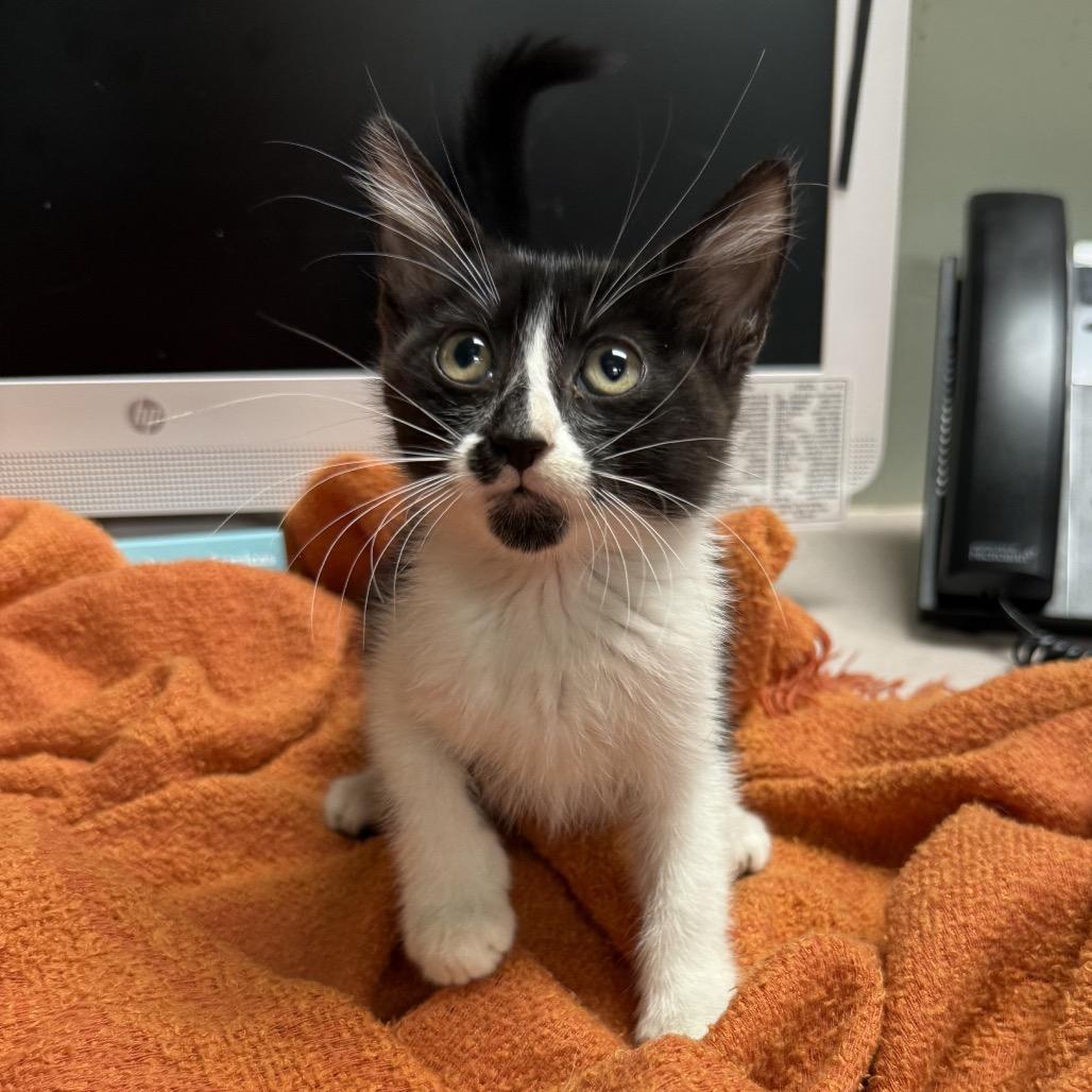 Enlarge Sarah, a Adoptable Domestic Short Hair in North Port, FL image 3/6