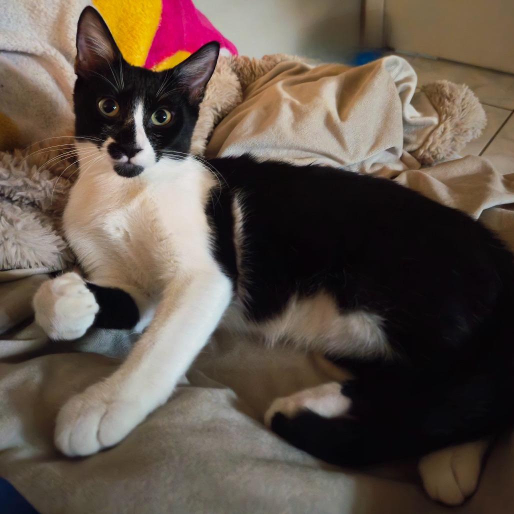 Enlarge Sarah, a Adoptable Domestic Short Hair in North Port, FL image 5/6