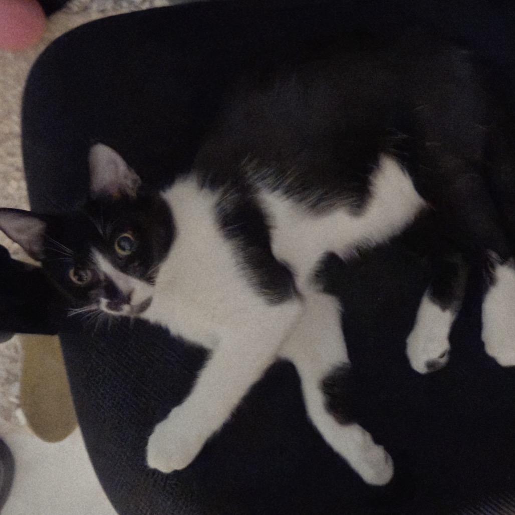 Enlarge Sarah, a Adoptable Domestic Short Hair in North Port, FL image 6/6