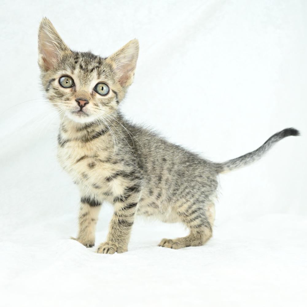 Mardy, Adoptable, Kitten Male Domestic Medium Hair.