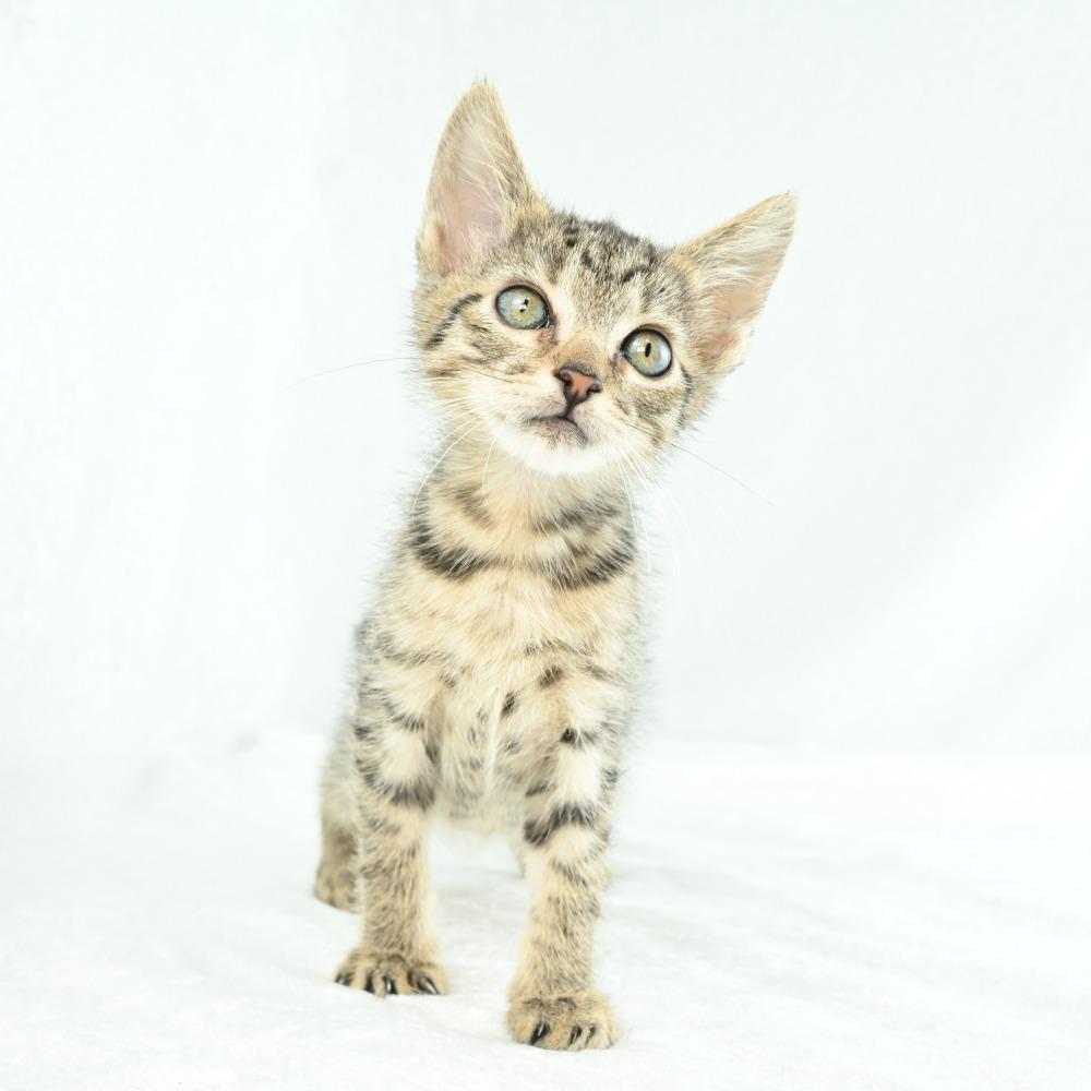 Mardy, Adoptable, Kitten Male Domestic Short Hair.