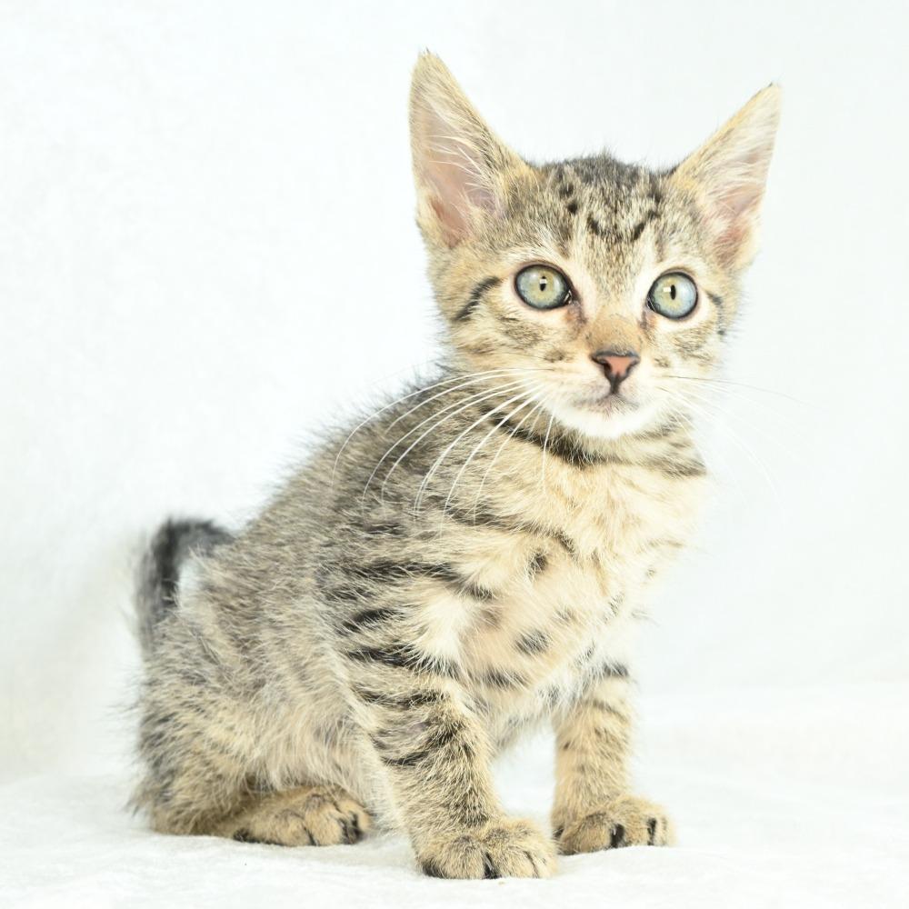 Mardy, a Adoptable Domestic Medium Hair in Mobile, AL image 3/6
