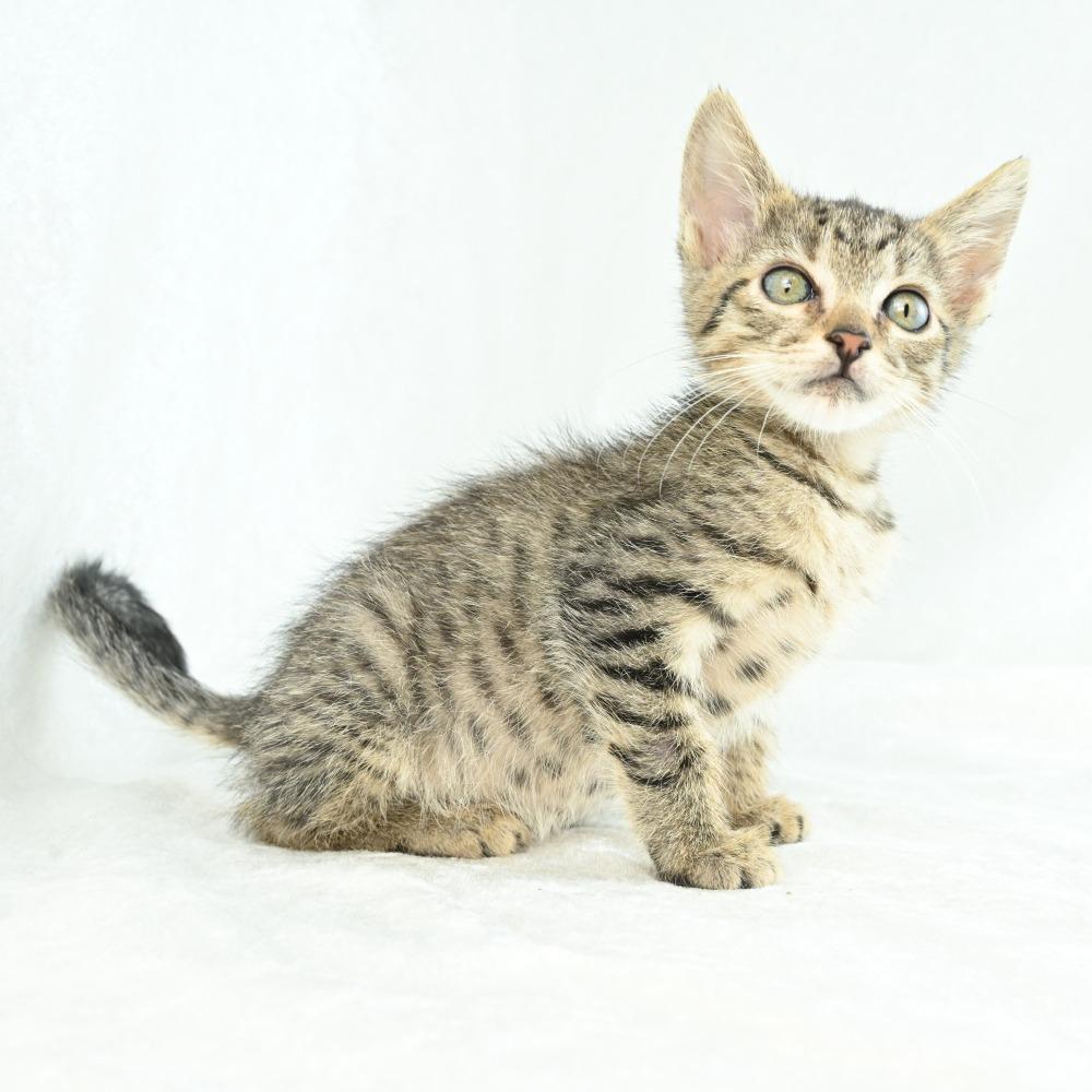 Mardy, a Adoptable Domestic Medium Hair in Mobile, AL image 4/6
